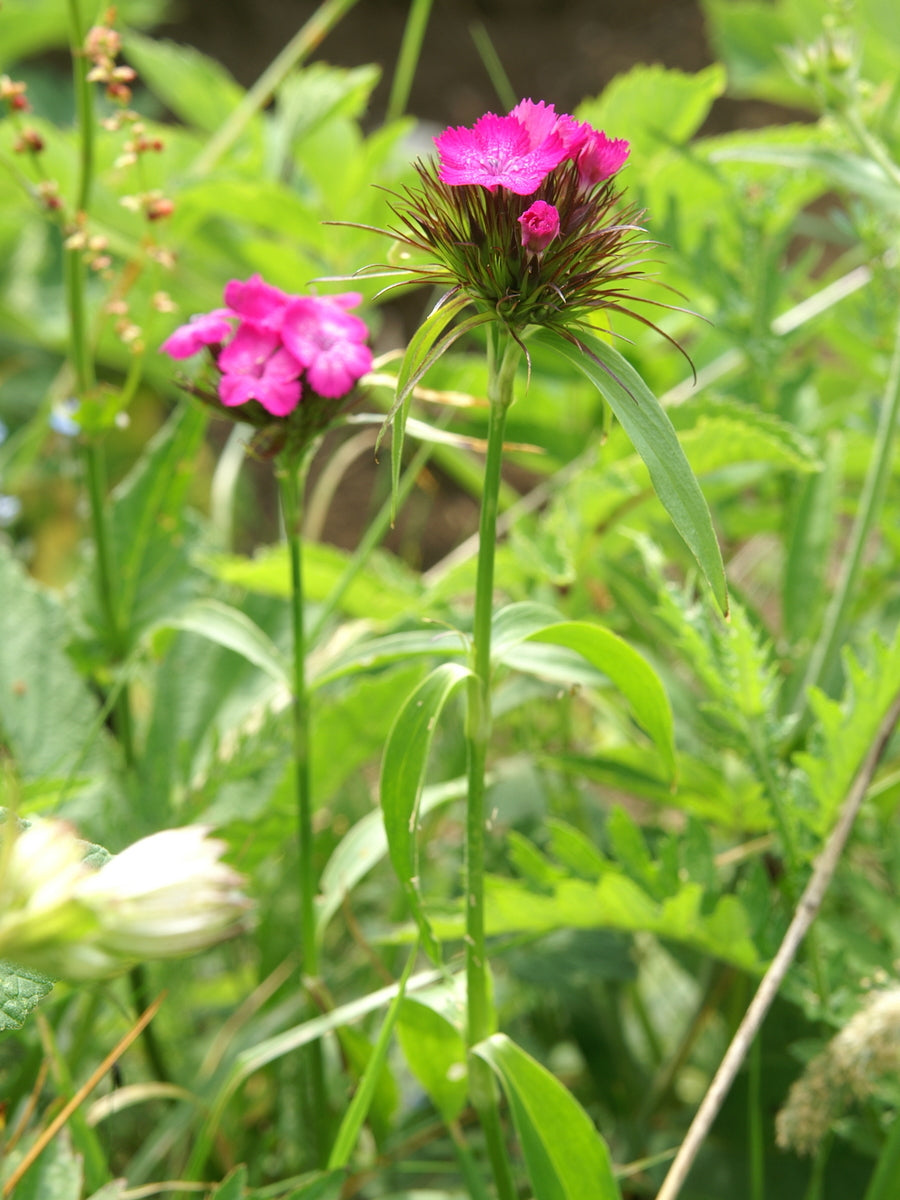 Dianthus barbatus, mix | sweet william