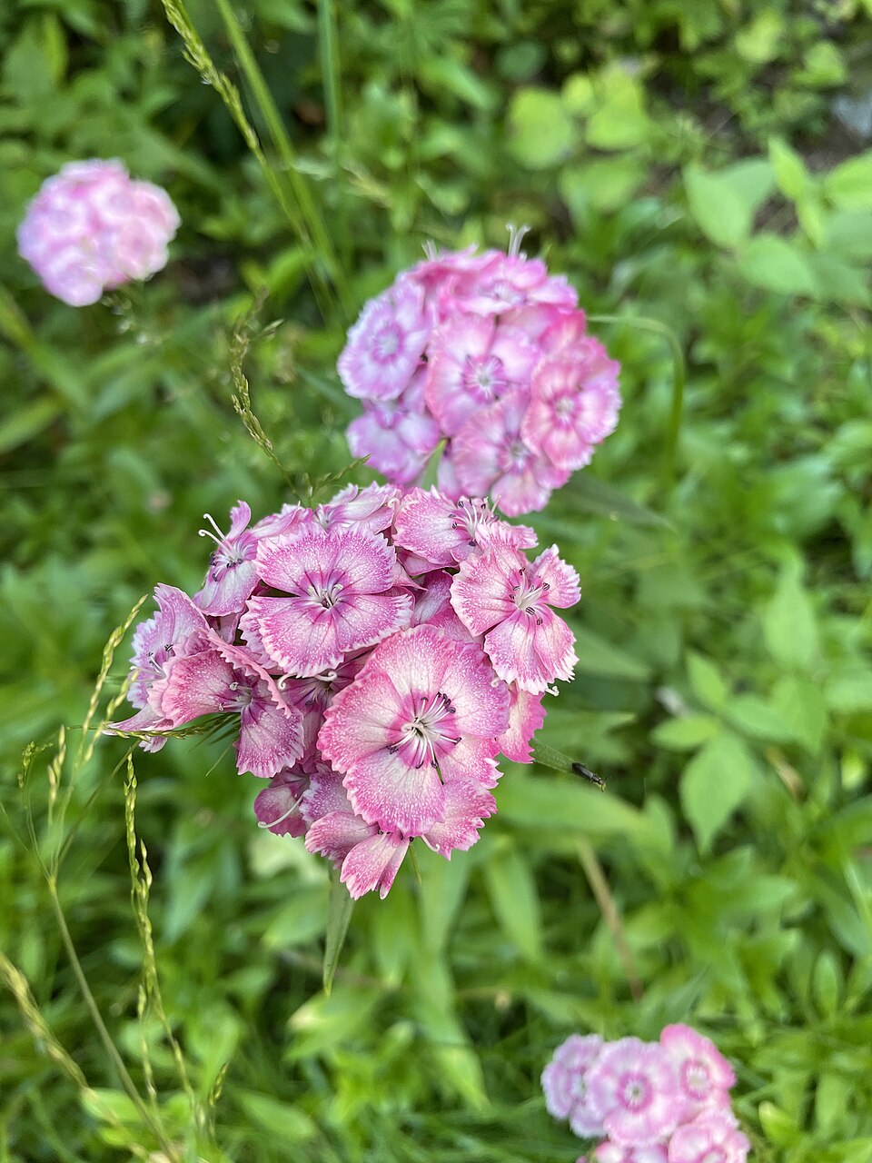 Dianthus barbatus, mix | sweet william