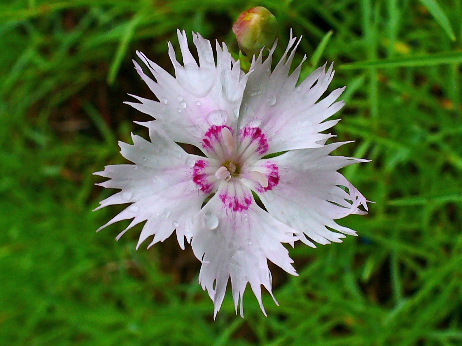 Dianthus superbus &