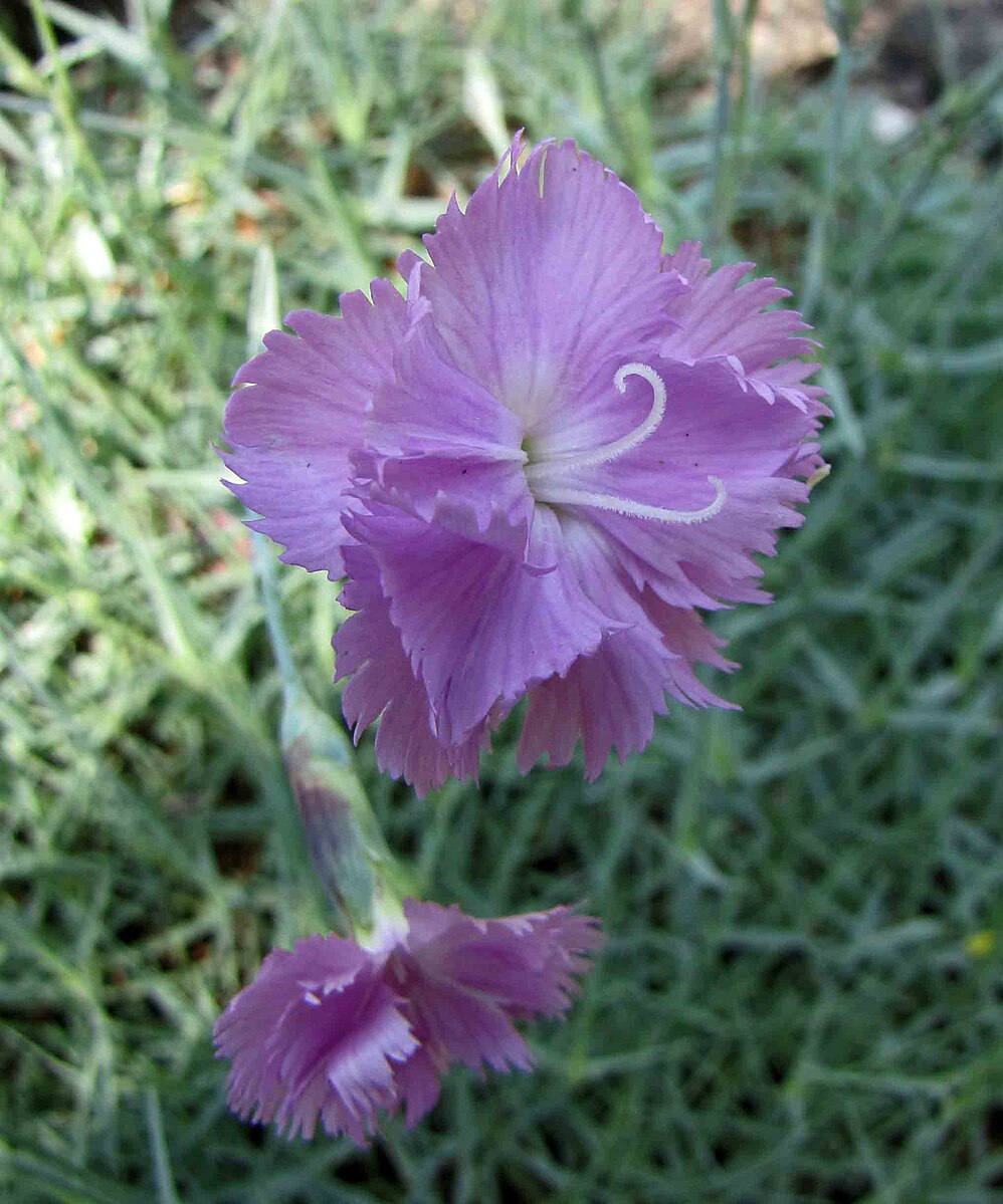 Purple Dianthus moravicus flower with green foliage in the background