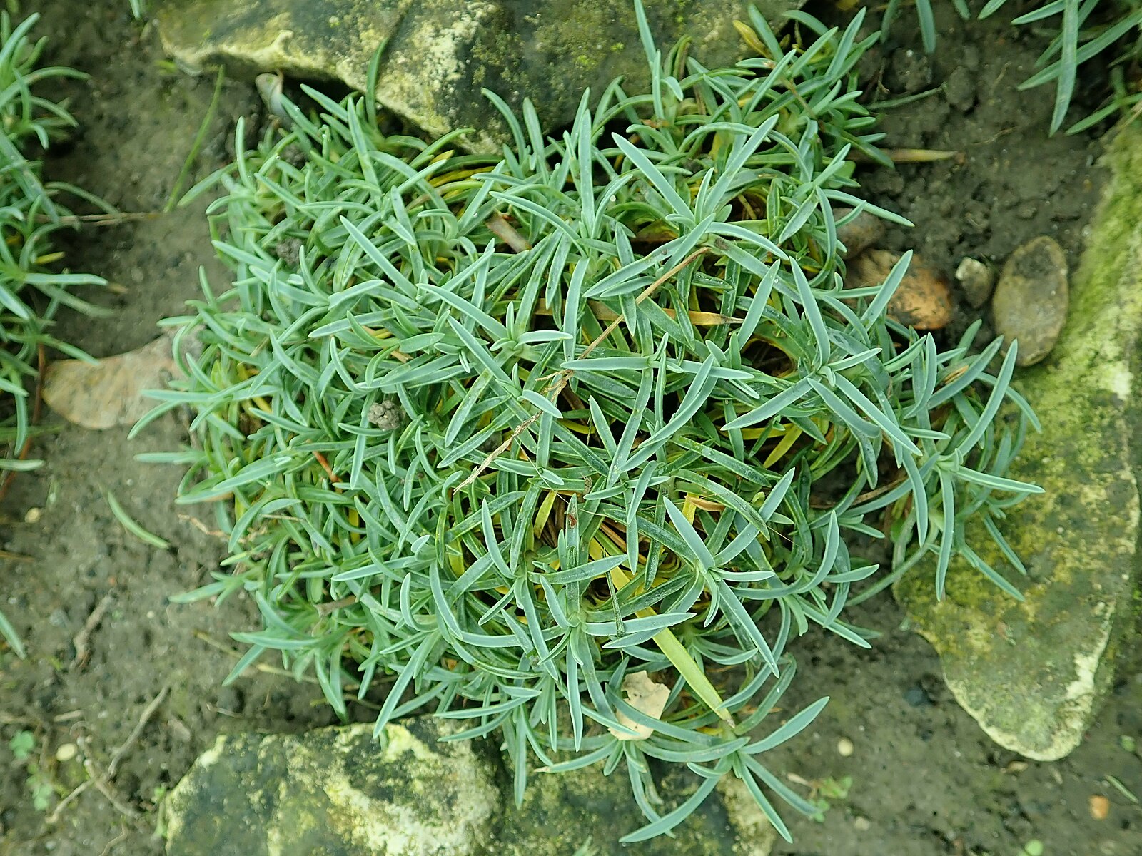 Dianthus moravicus growing on a rocky surface