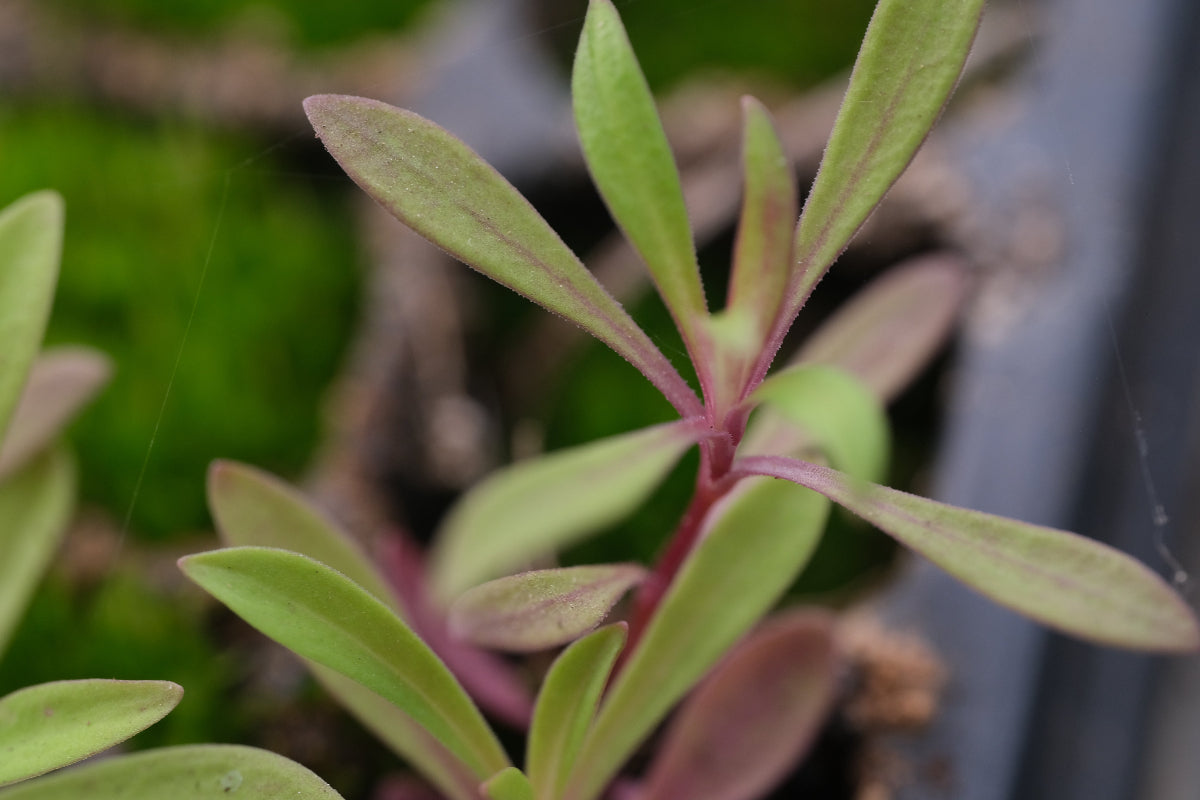 Dianthus superbus Crimsonia seedling