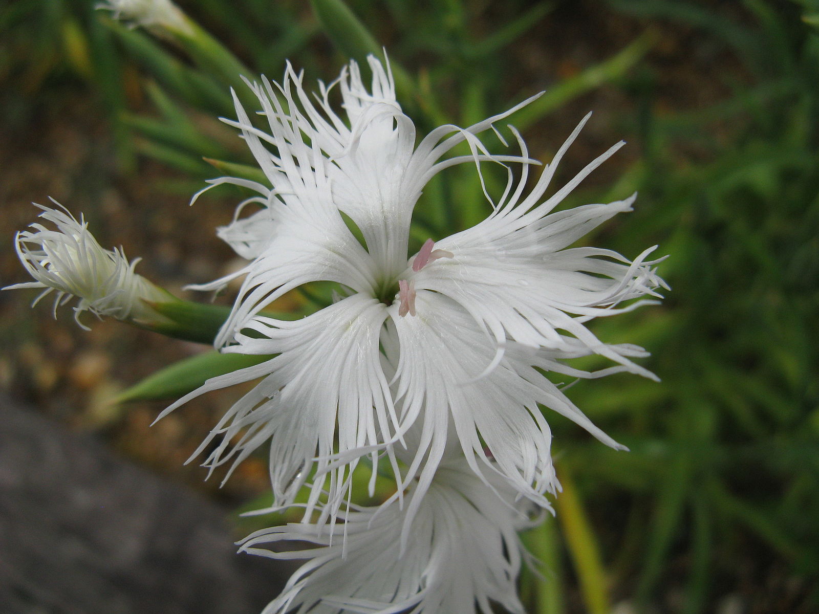 Dianthus superbus &