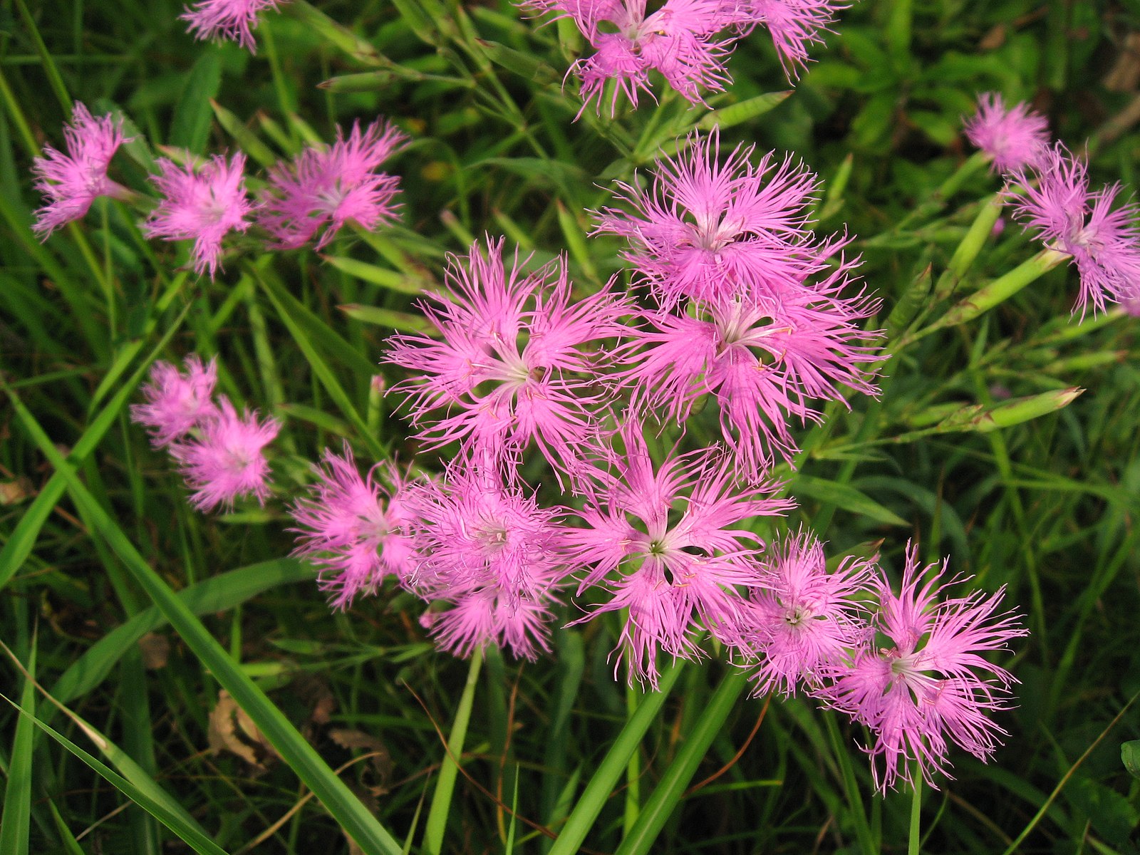 Dianthus superbus &