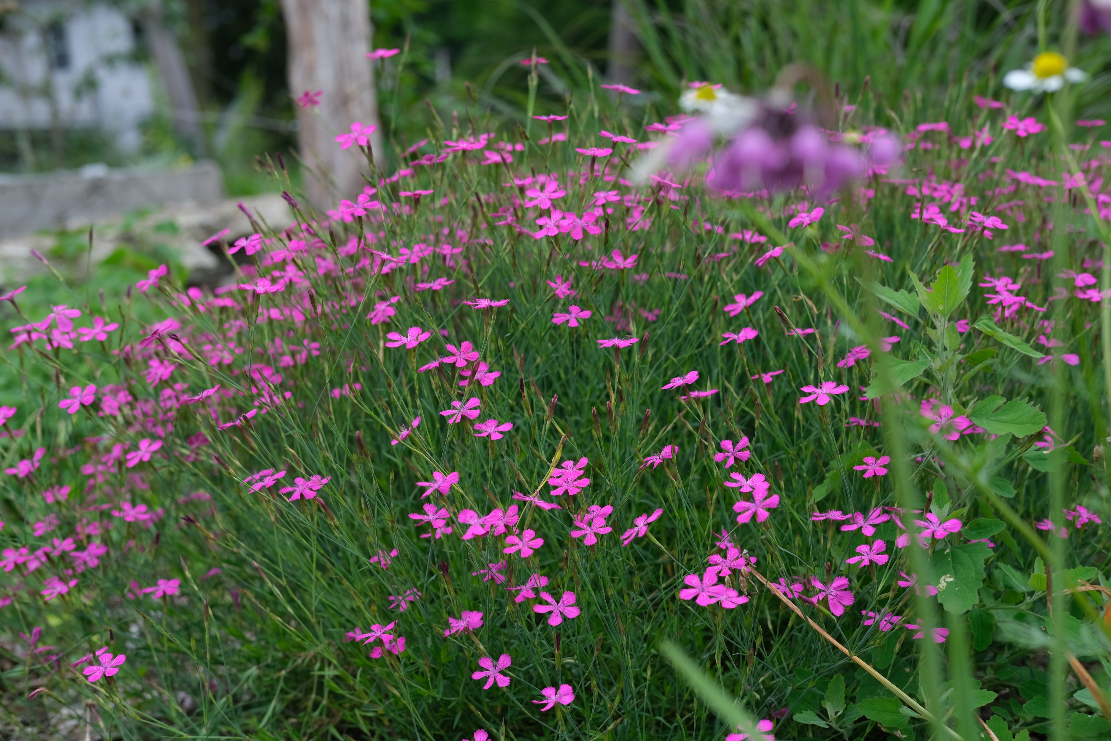 Dianthus deltoides (maiden pink) magenta flowers in the garden