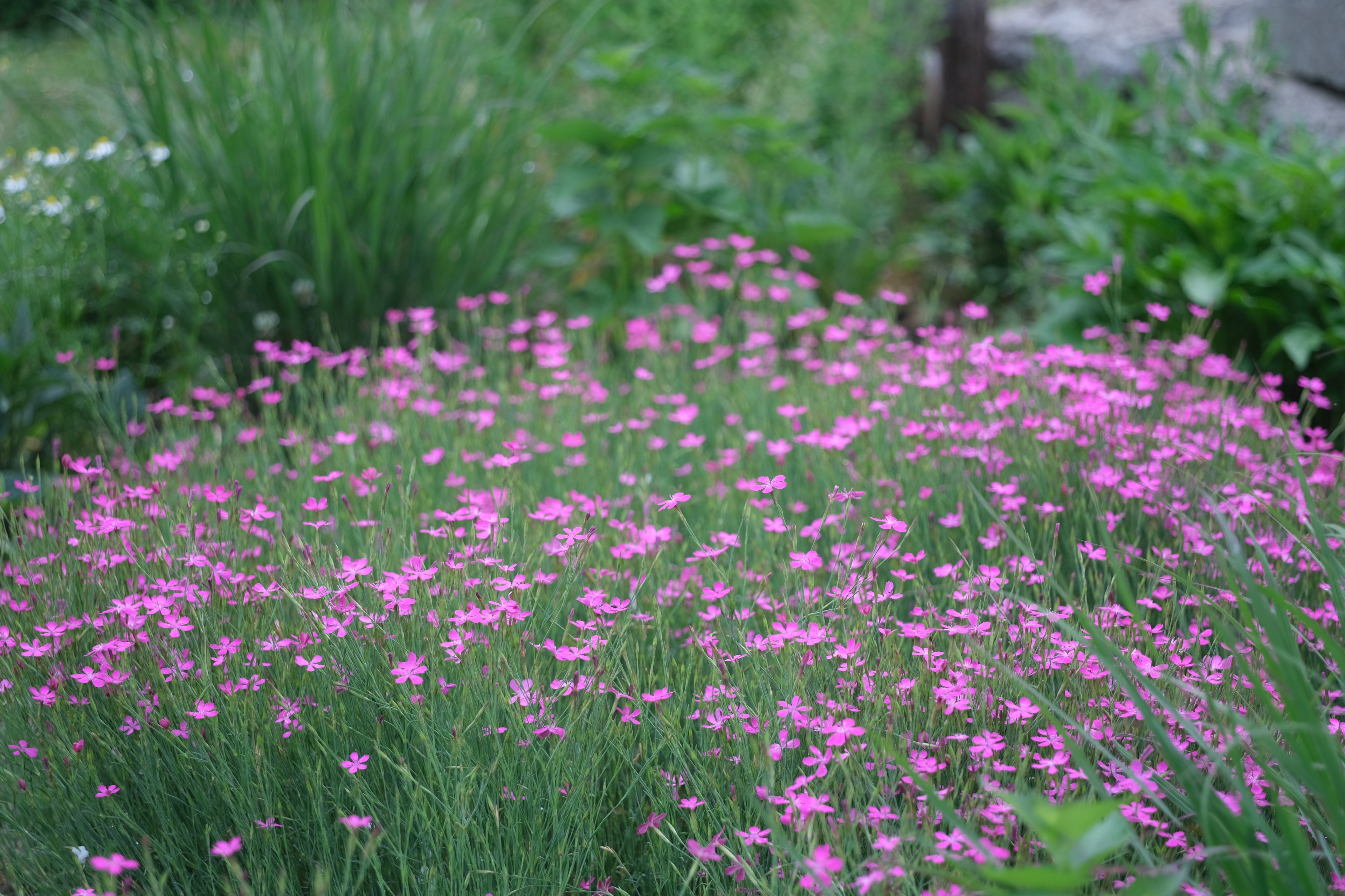 Field of pink Dianthus deltoides flowers with greenery in the background