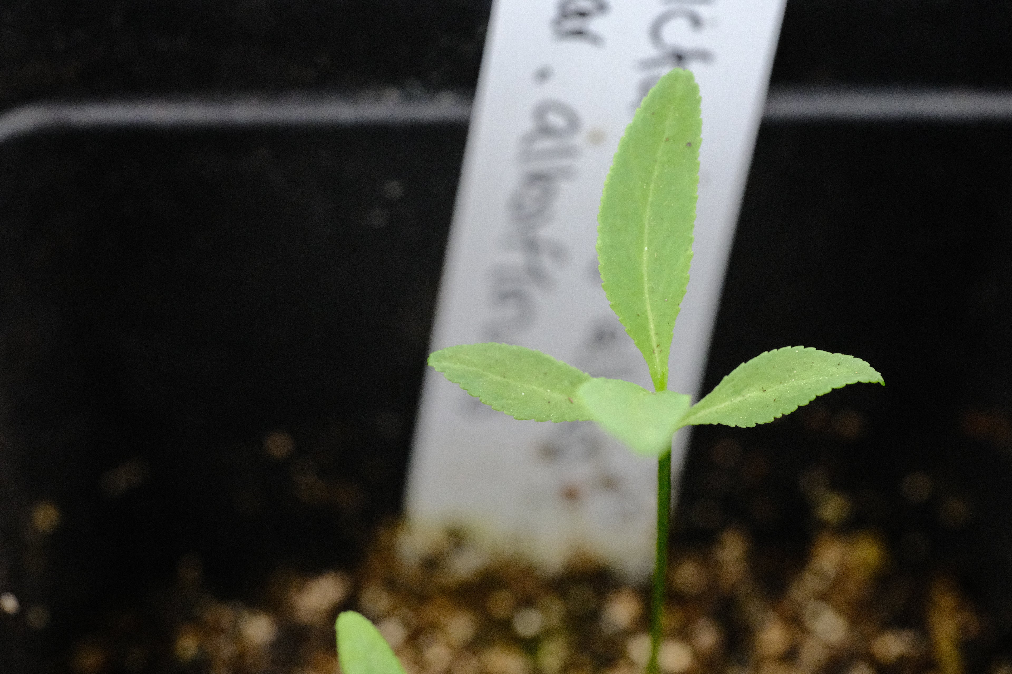 Dictamnus seedling at The Old Dairy Nursery