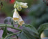 A close-up of white Digitalis ciliata (hairy foxglove) flowers with green leaves in the background.