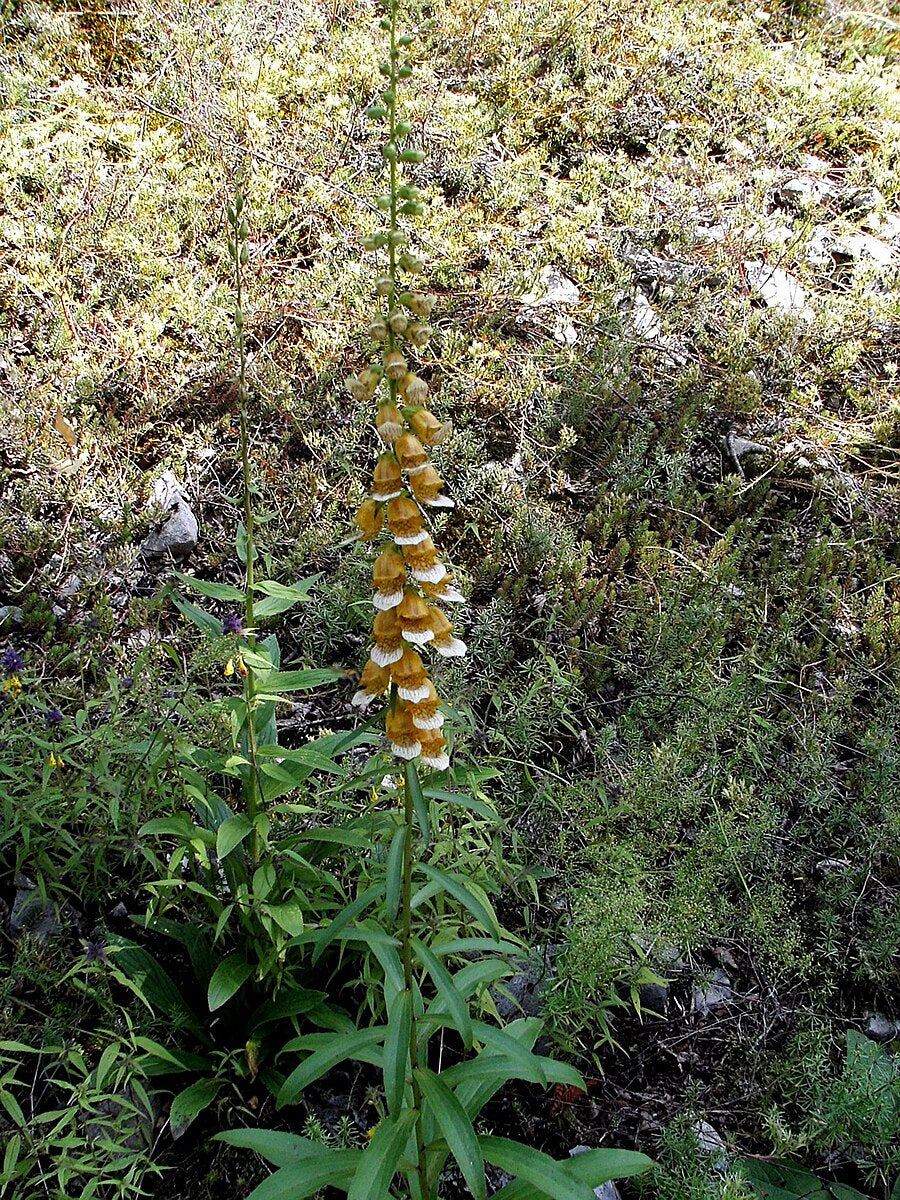 A single Digitalis laevigata, commonly known as smooth giraffe foxglove, plant blooming against a grey-green background of plants.