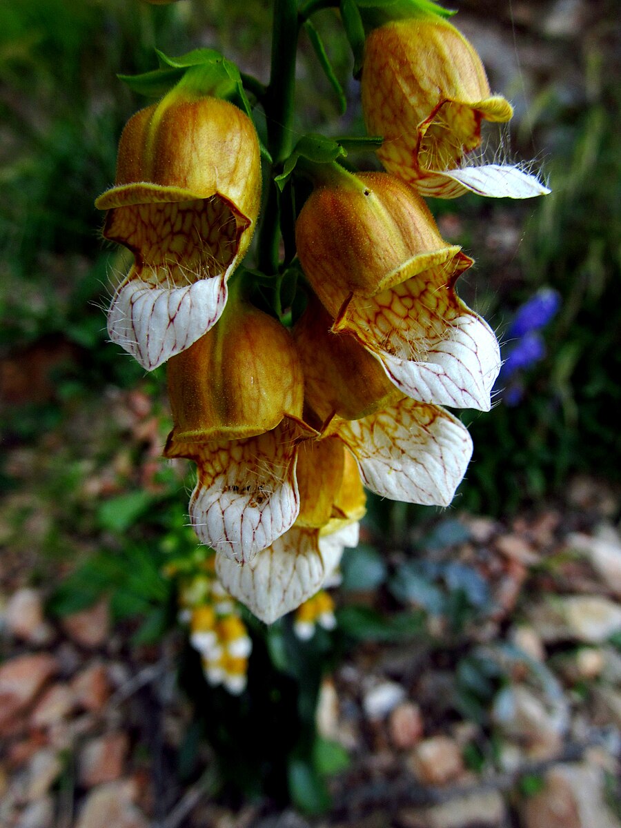 A close up of yellow, orange, and white Digitalis laevigata, commonly known as smooth giraffe foxglove, flowers on a green stem.