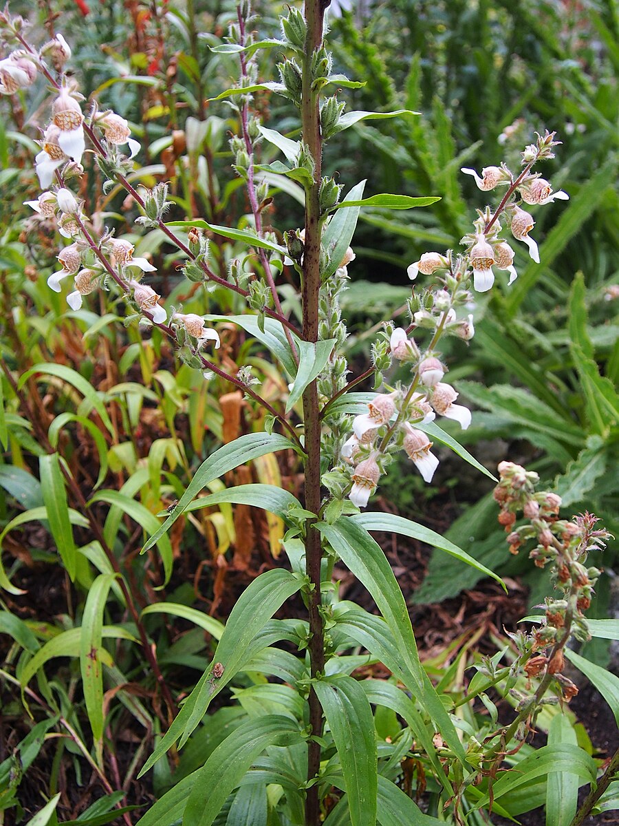 Digitalis trojana flowers