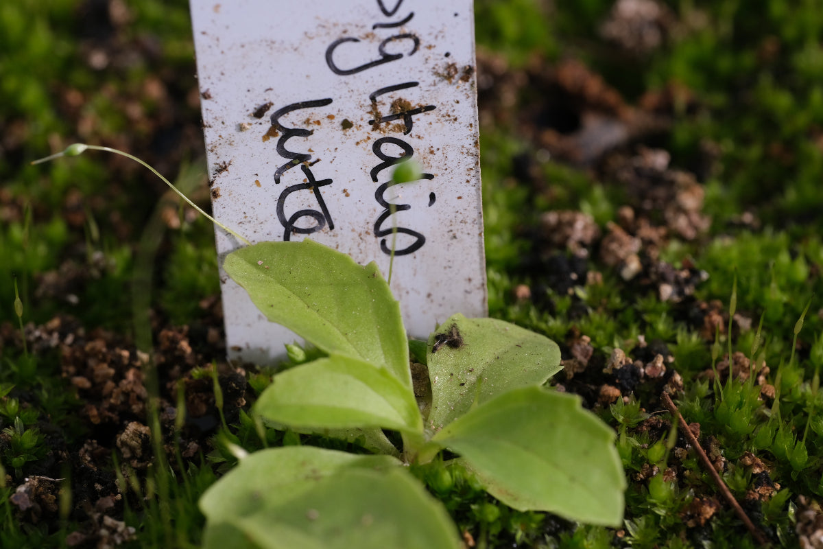 Digitalis lutea seedling