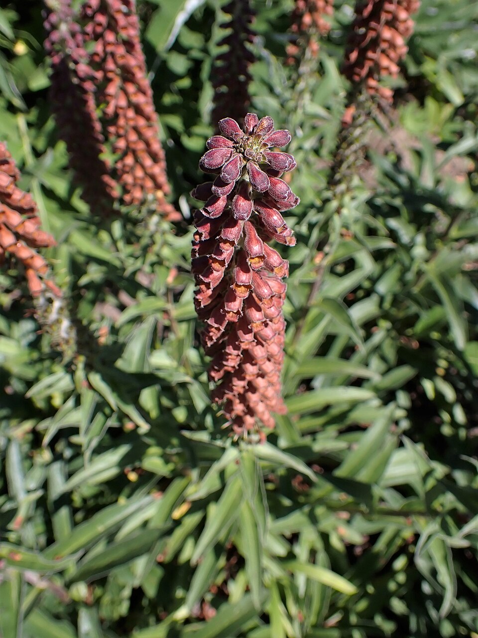 Close-up of a Digitalis parviflora, commonly known as small-flowered foxglove, plant with red-brown flower clusters and green leaves.