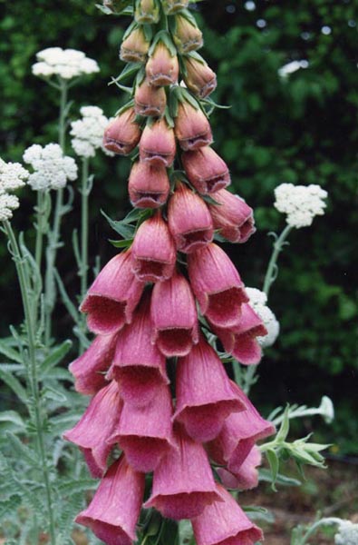 A close-up of dark pink strawberry foxglove (Digitalis x mertonensis) flowers with white flowers in the background.