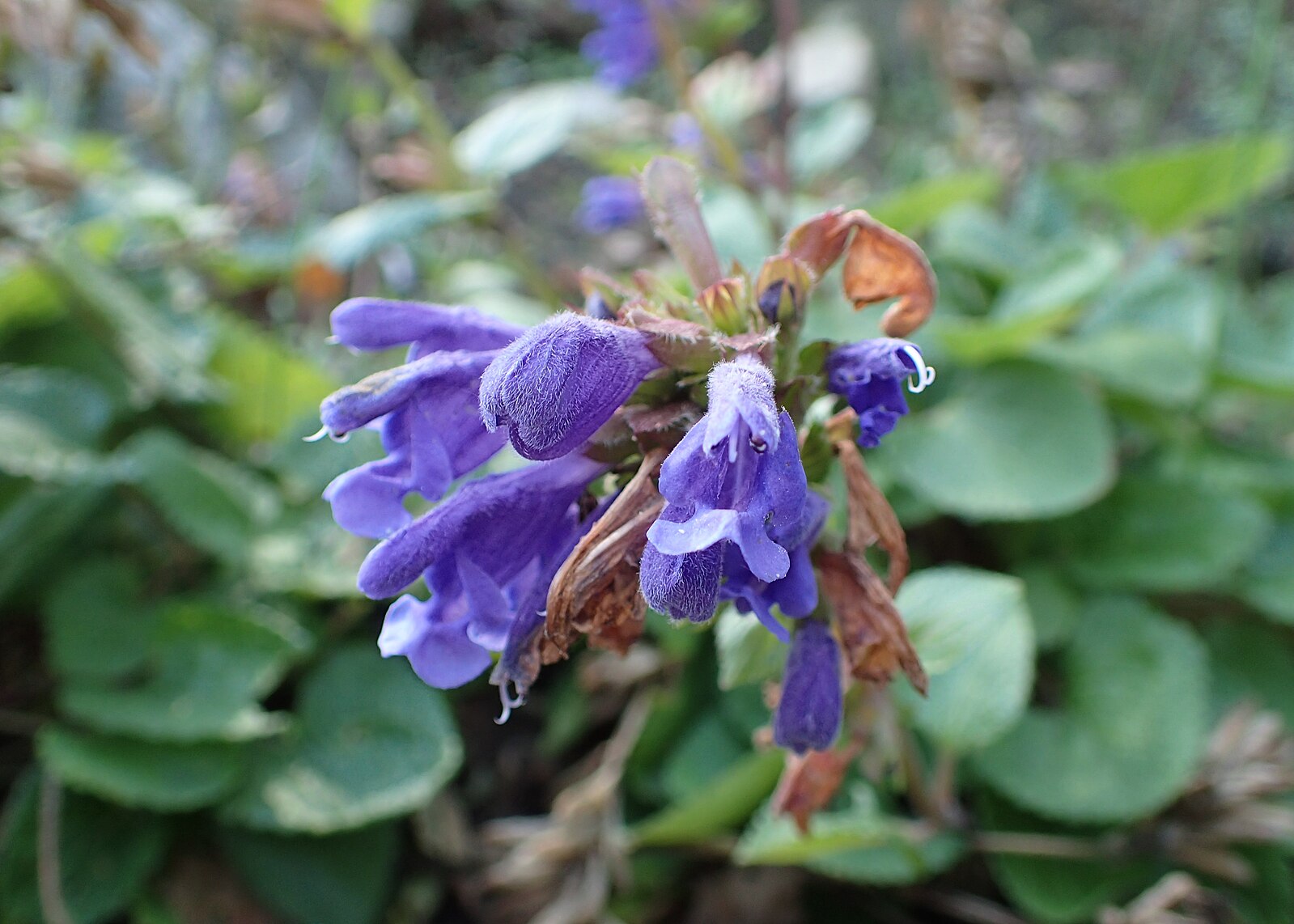 Close-up of purple flowers of Dracocephalum rupestre (dragonhead) with green leaves in the background
