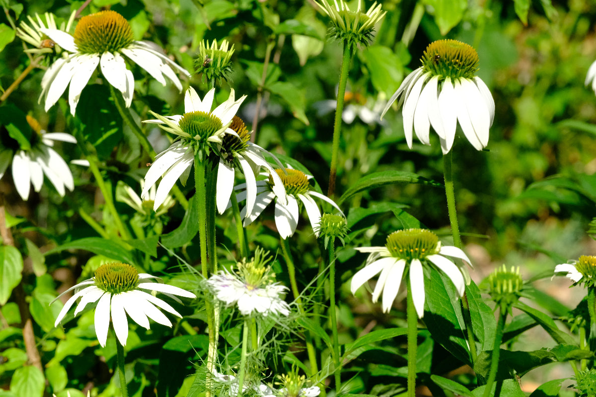Echinacea purpurea 'White Swan' (coneflower) in garden at The Old Dairy Nursery