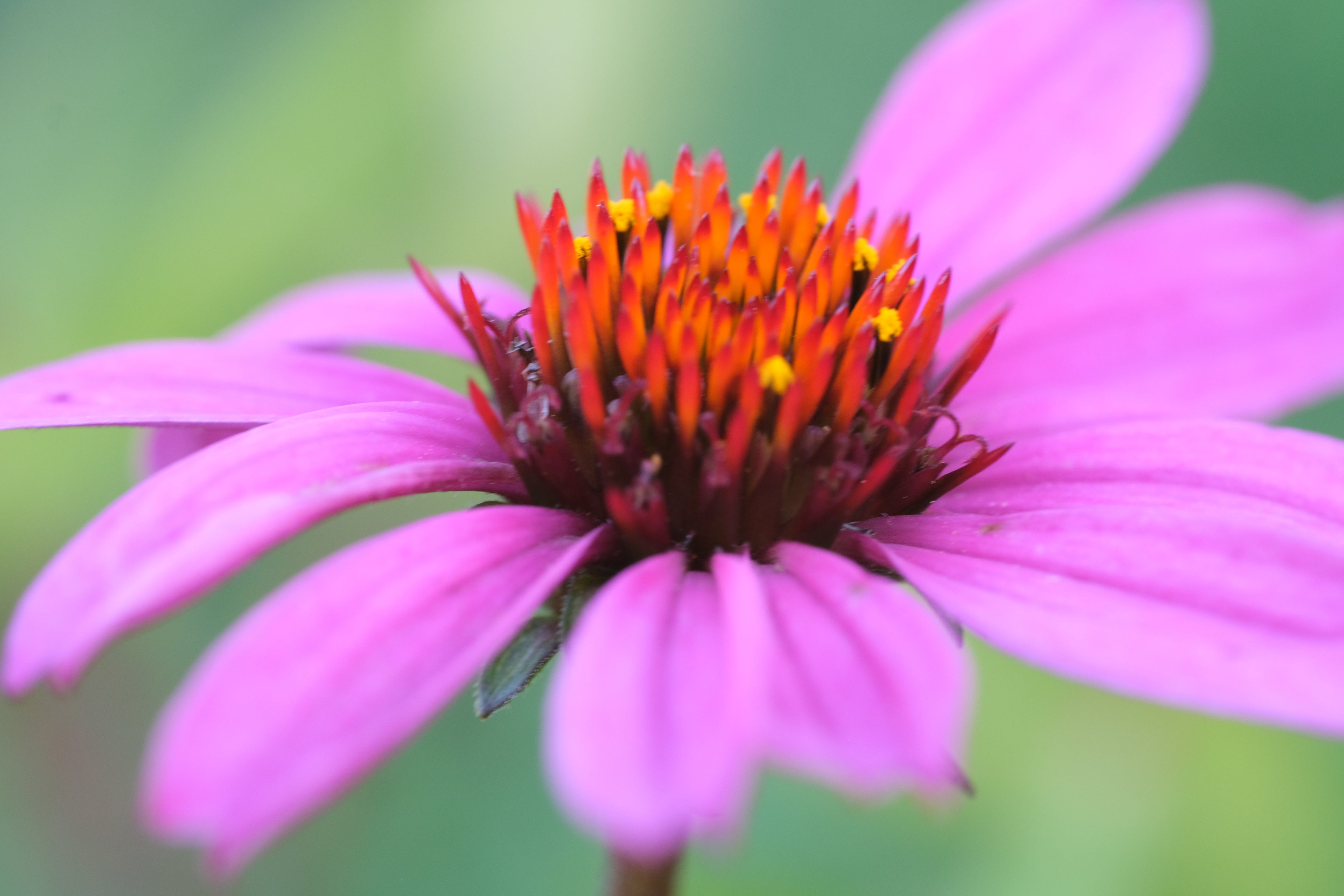 echinacea magnus seeds Echinacea purpurea 'Magnus Superior' (coneflower) – The Old Dairy Nursery & Gardens