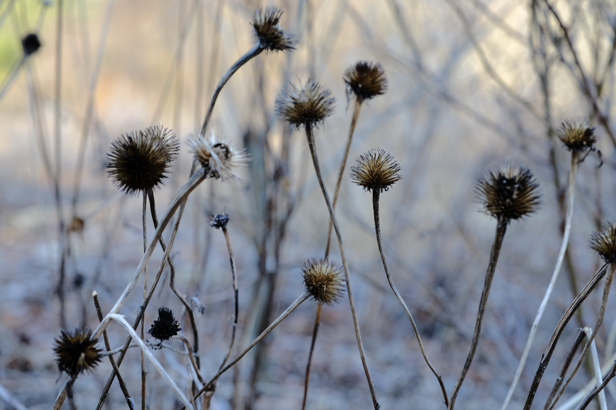 Echinacea purpurea seed heads in the March garden at The Old Dairy