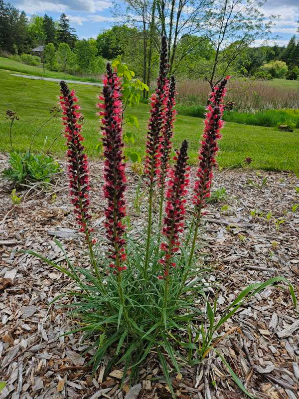 Echium russicum (viper&