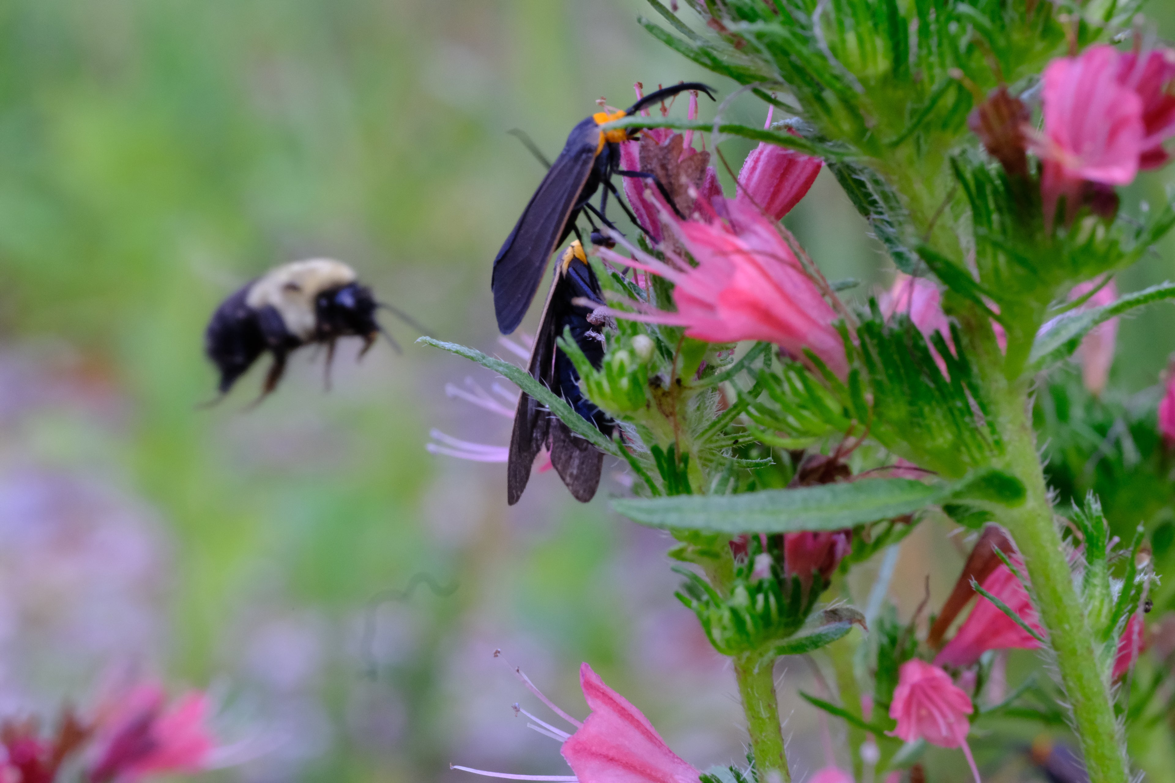 Echium russicum (viper&