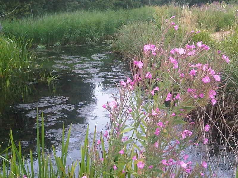 Pink Epilobium hirsutum, commonly known as hairy willowherb, flowers by a stream with greenery in the background