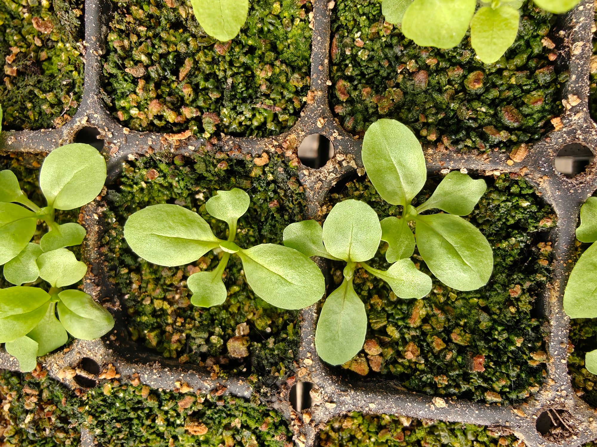 Small green Epilobium hirsutum seedlings sprouting from a nursery cell tray with soil and vermiculite.