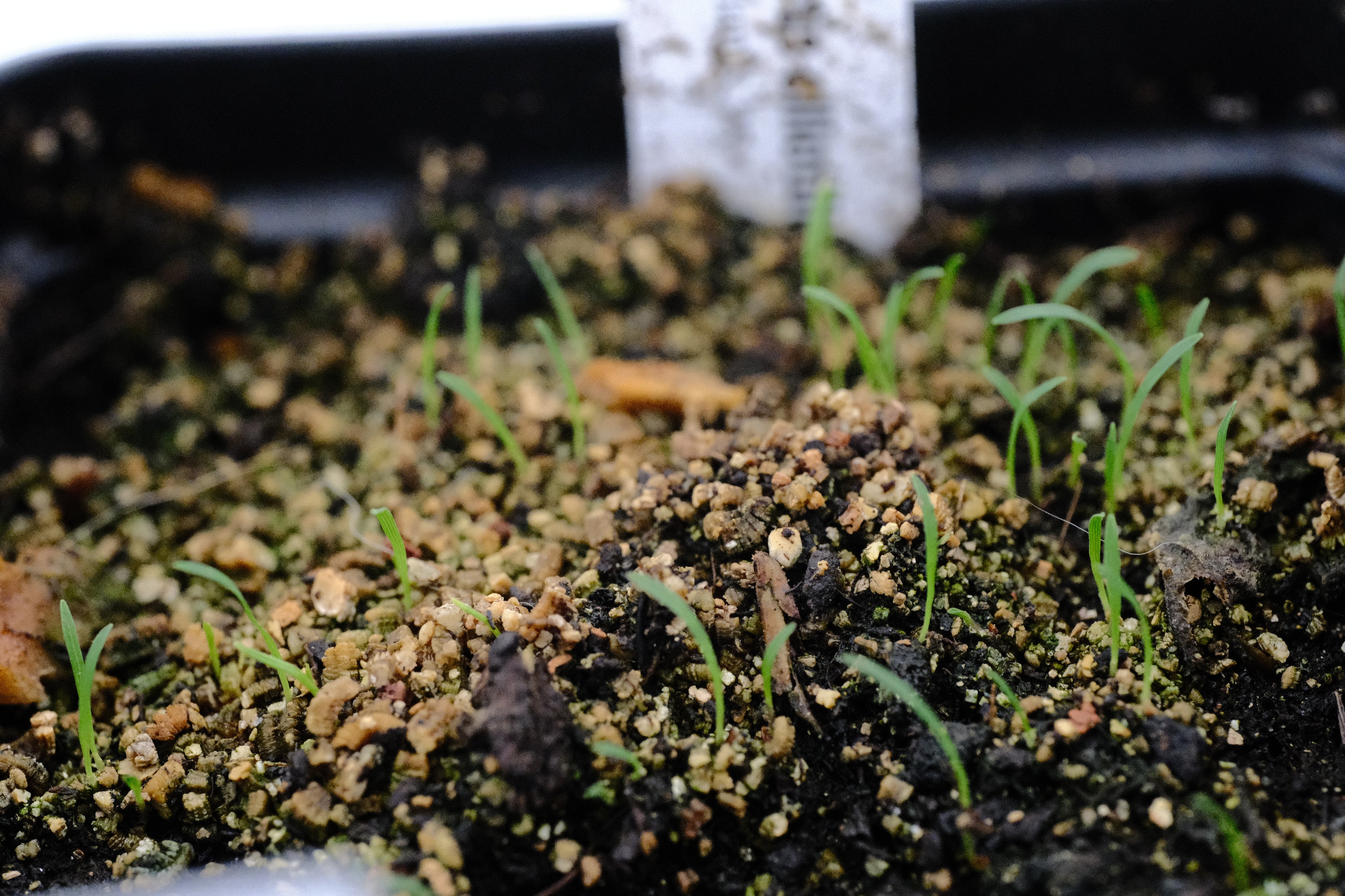Eragrostis seedlings at The Old Dairy Nursery
