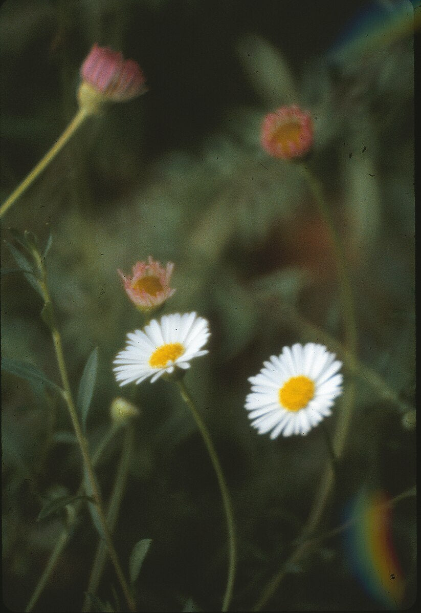 Close up image of Erigeron karvinskianus, commonly known as Mexican fleabane, pink, yellow, and white blooms against a green background.