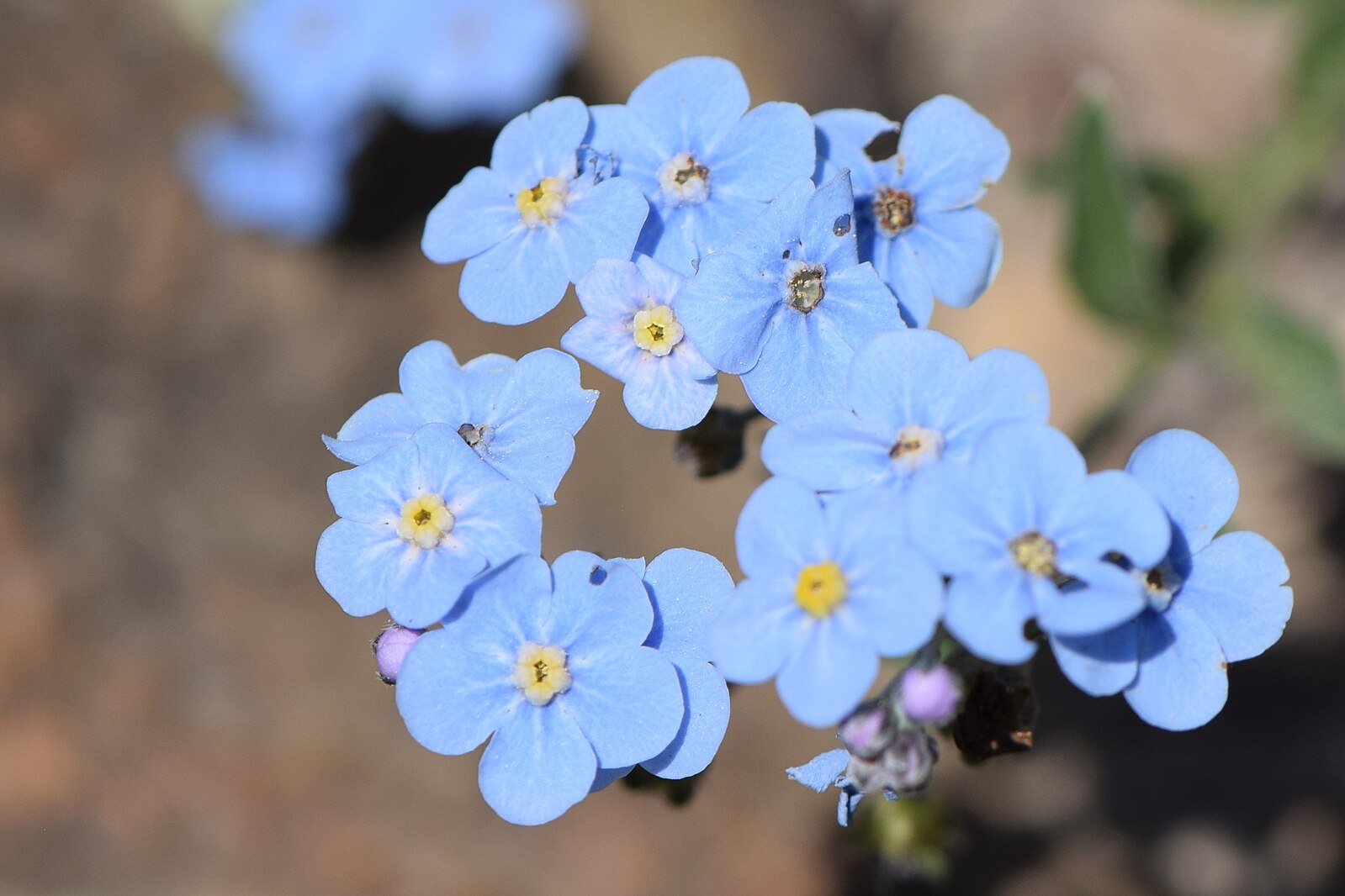Close-up of blue Eritrichium canum, commonly known as alpine forget-me-not, flowers with a blurred background
