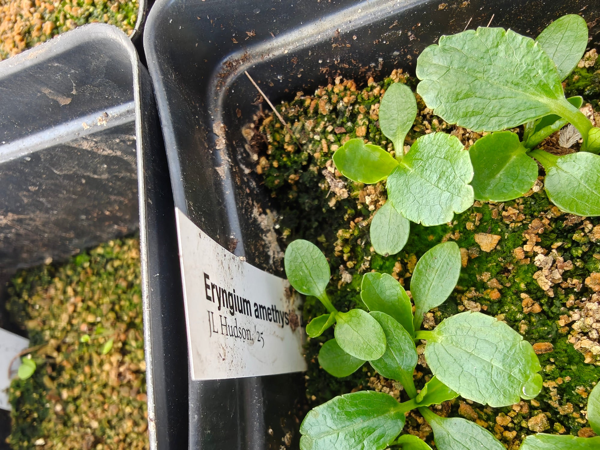 Small green Eryngium amethystinum seedlings in a black plastic tray with a label.