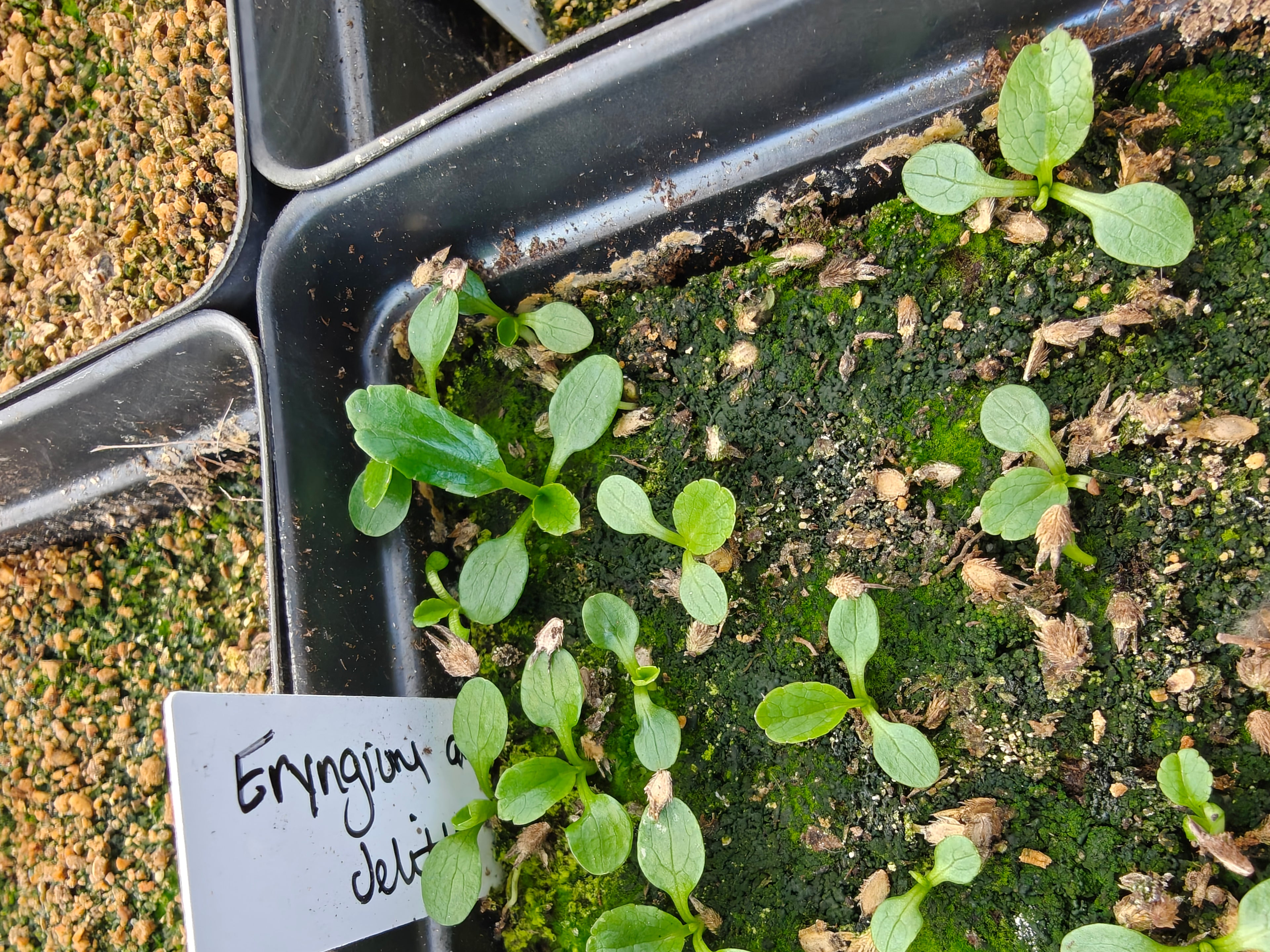 Small green seedlings in a pot with a label indicating 'Eryngium aquaticum' on a blurred background