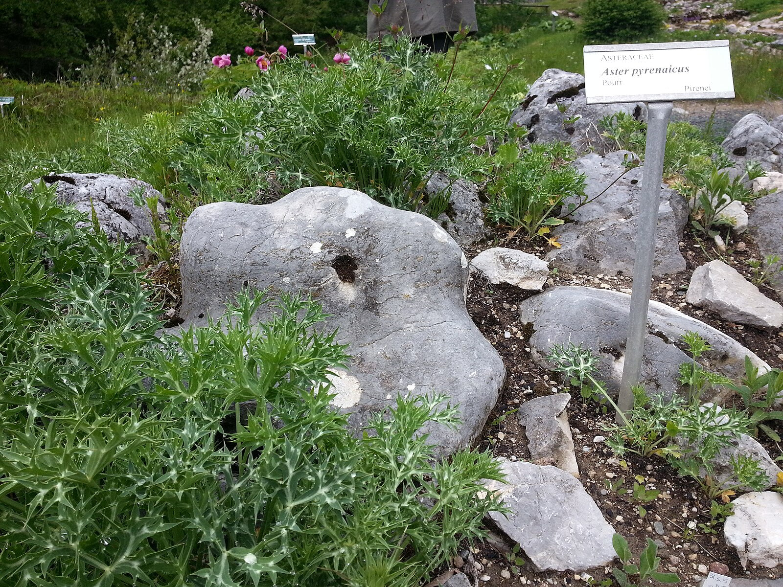 Garden with rocks, plants, and a sign in a natural setting. Eryngium bourgatii, commonly known as Mediterranean sea holly, is shown all around the rocks.