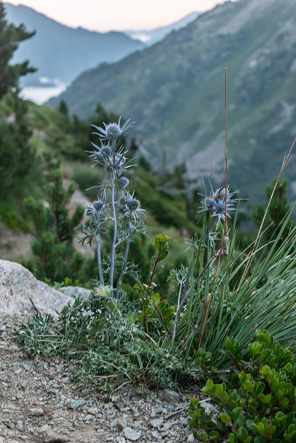 Mountain landscape with rocky terrain and focus on Eryngium bourgatii, commonly known as Mediterranean sea holly, plant in bloom.