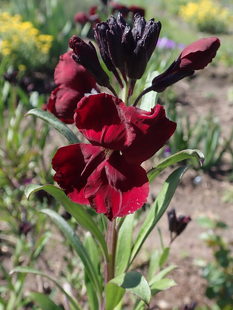 Erysimum cheiri 'Vulcan' | wallflower  The Old Dairy Nursery & Gardens