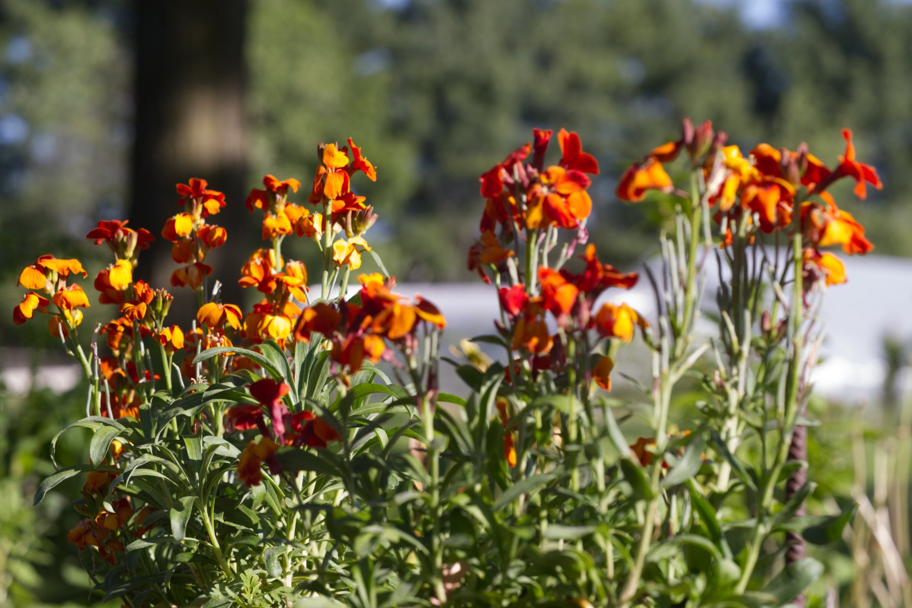 Red-orange blooms of Erysimum cheiri 'Fire King', commonly known as wallflower, against a blurred green background
