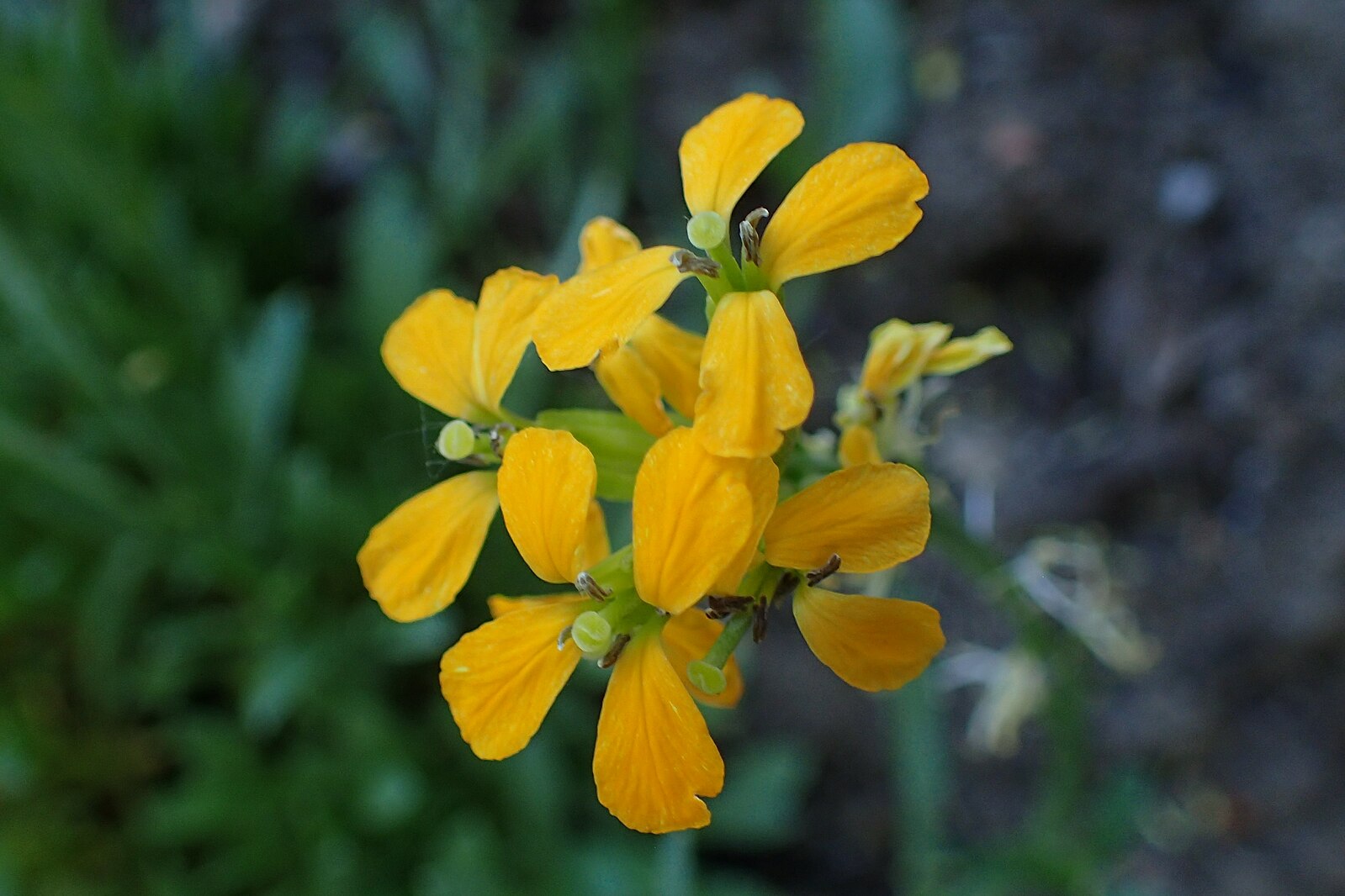 Erysimum pulchellum | mustard wallflower