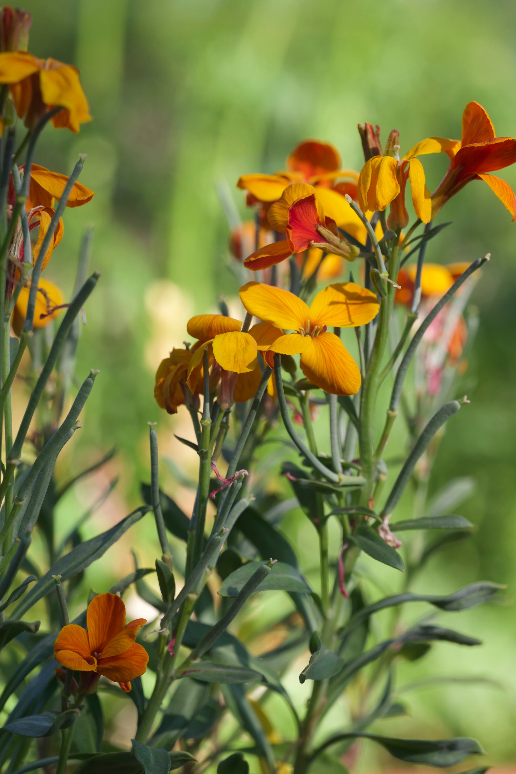 Close up of red-orange blooms of Erysimum cheiri &