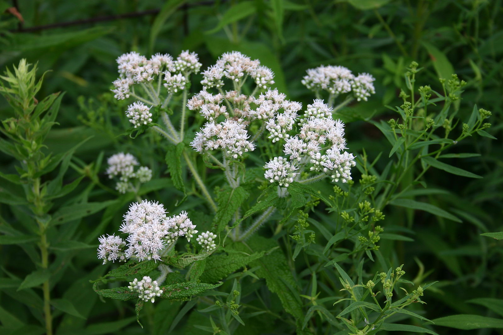 A cluster of white Eupatorium perfoliatum flowers, commonly known as boneset, setagainst green foliage.