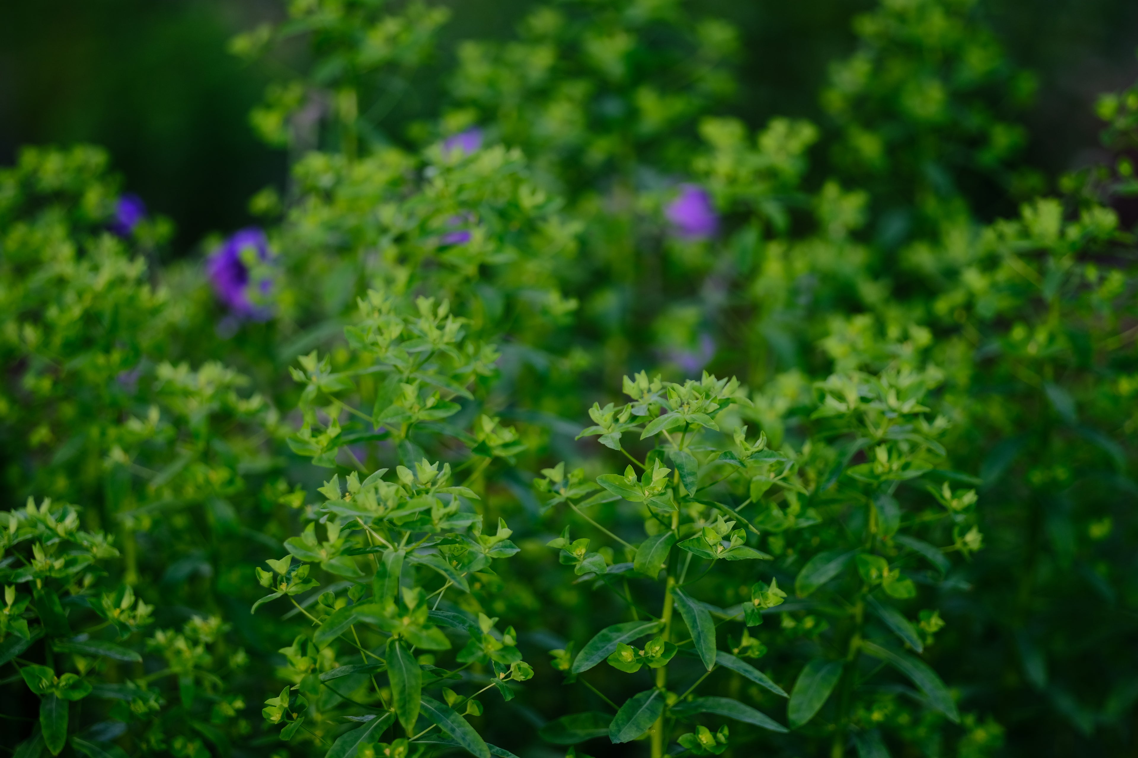 Euphorbia corallioides | coral spurge