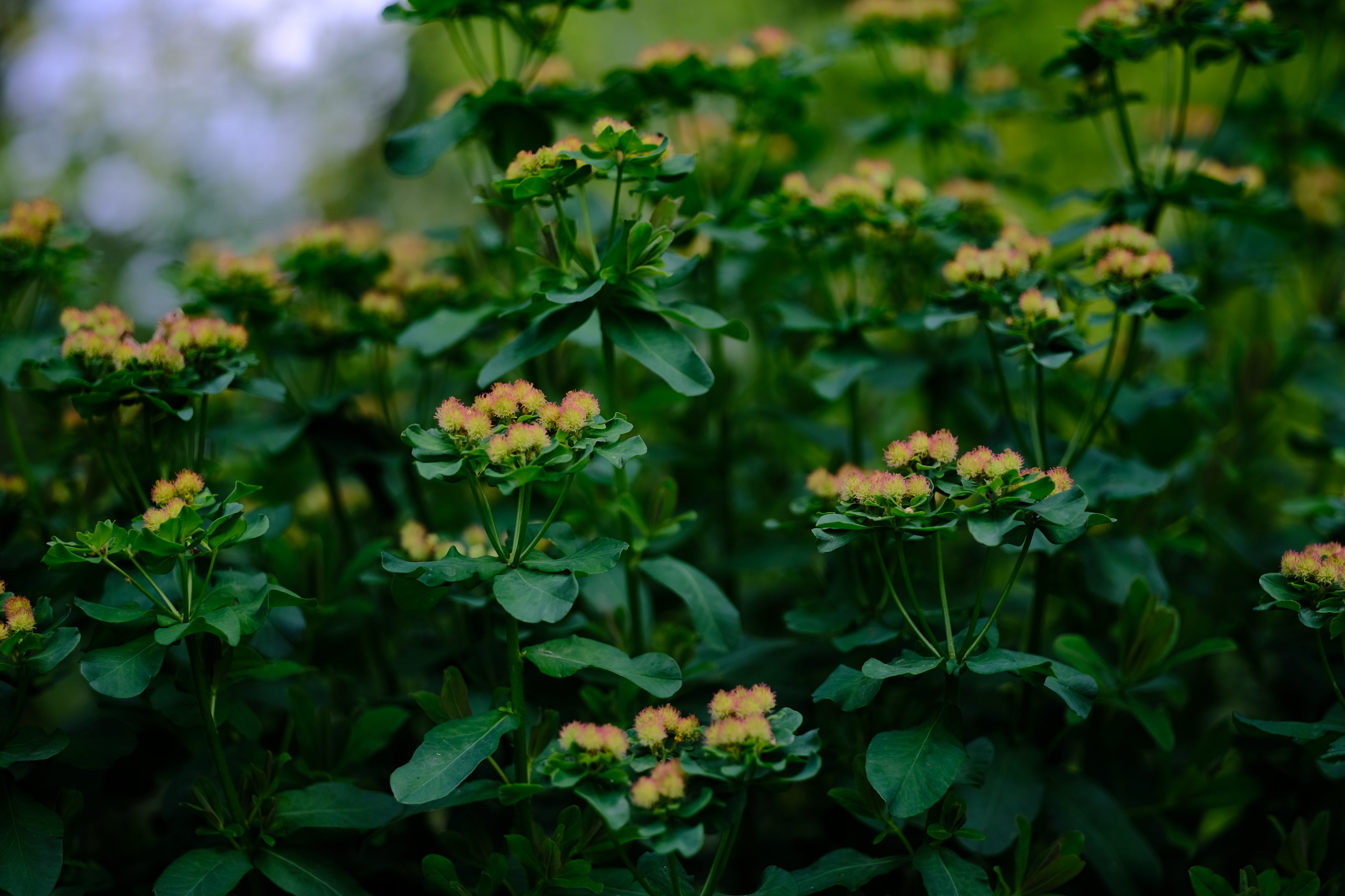 Euphorbia epithymoides (polychroma) seed pods