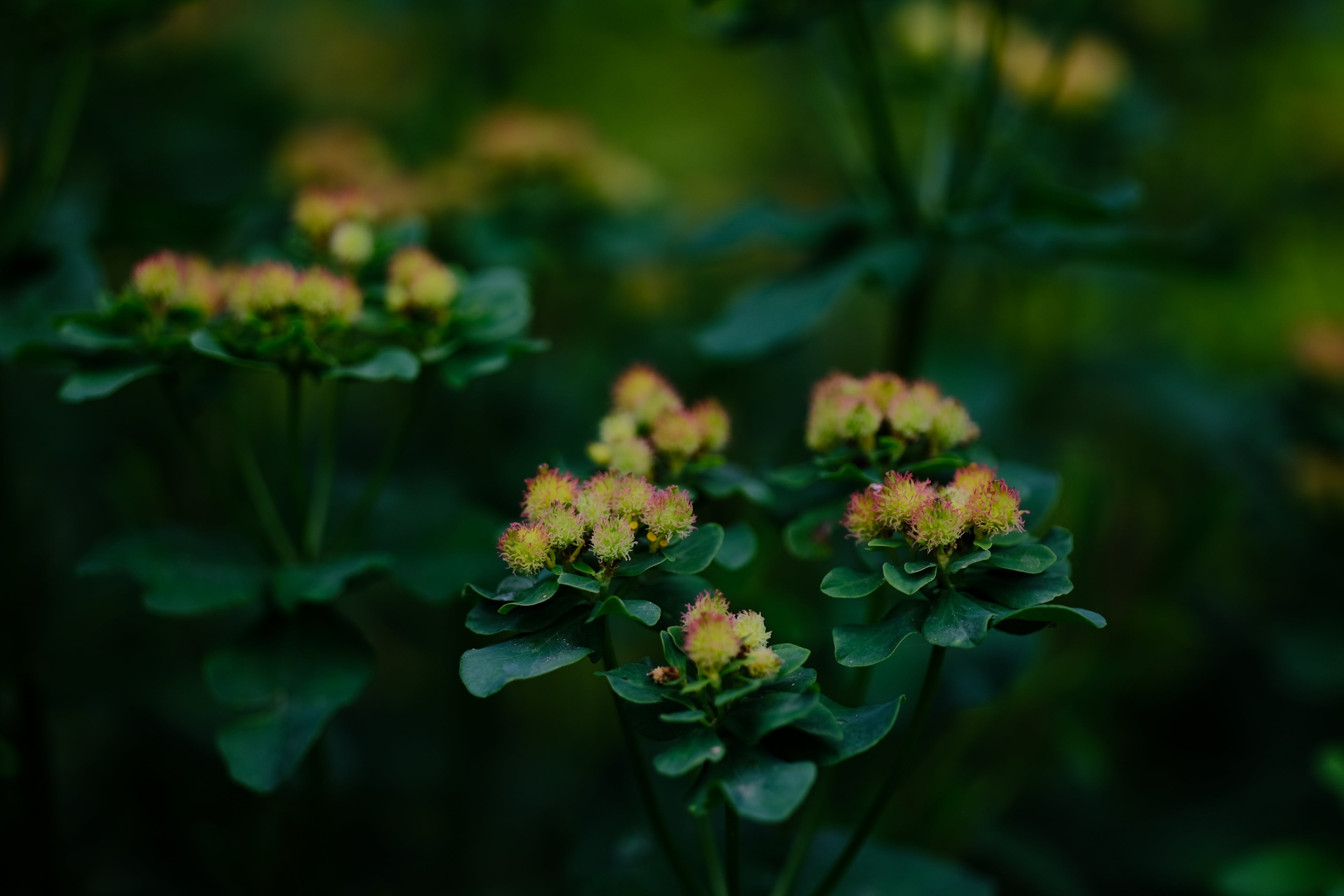 Euphorbia epithymoides (polychroma) seed pods