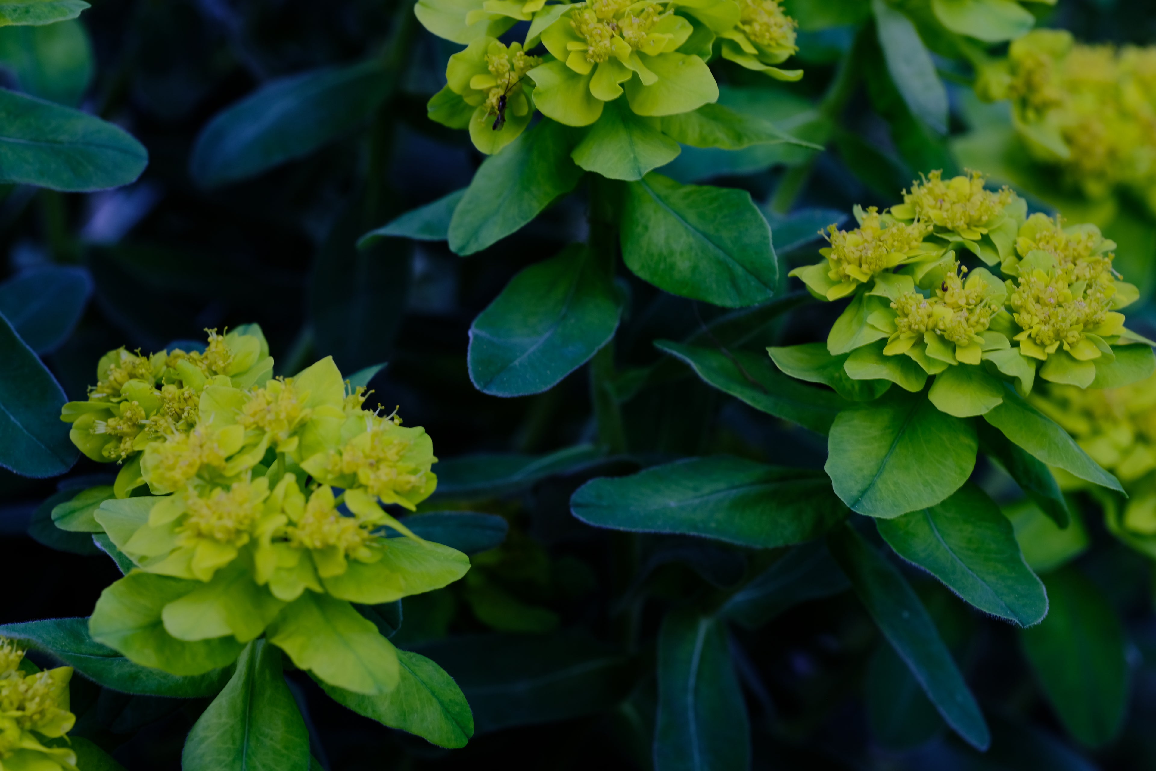 Euphorbia epithymoides (polychroma) | cushion spurge spring flowers