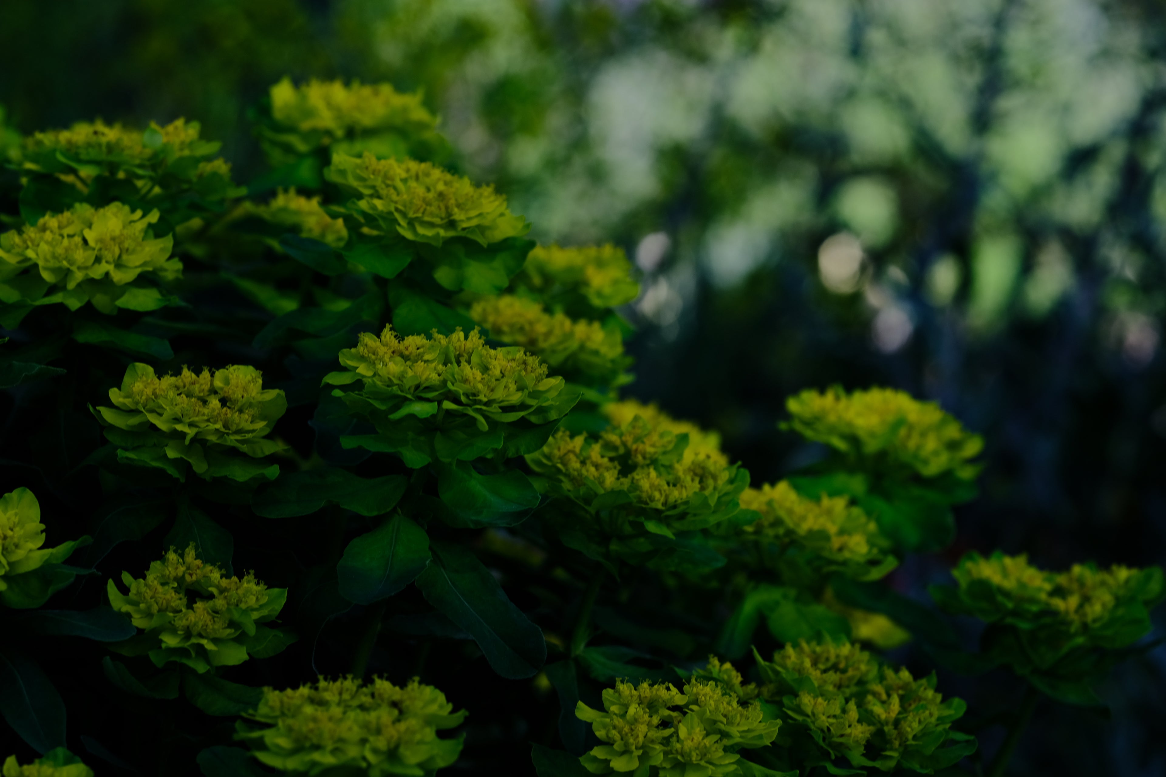 Euphorbia epithymoides (polychroma) | cushion spurge