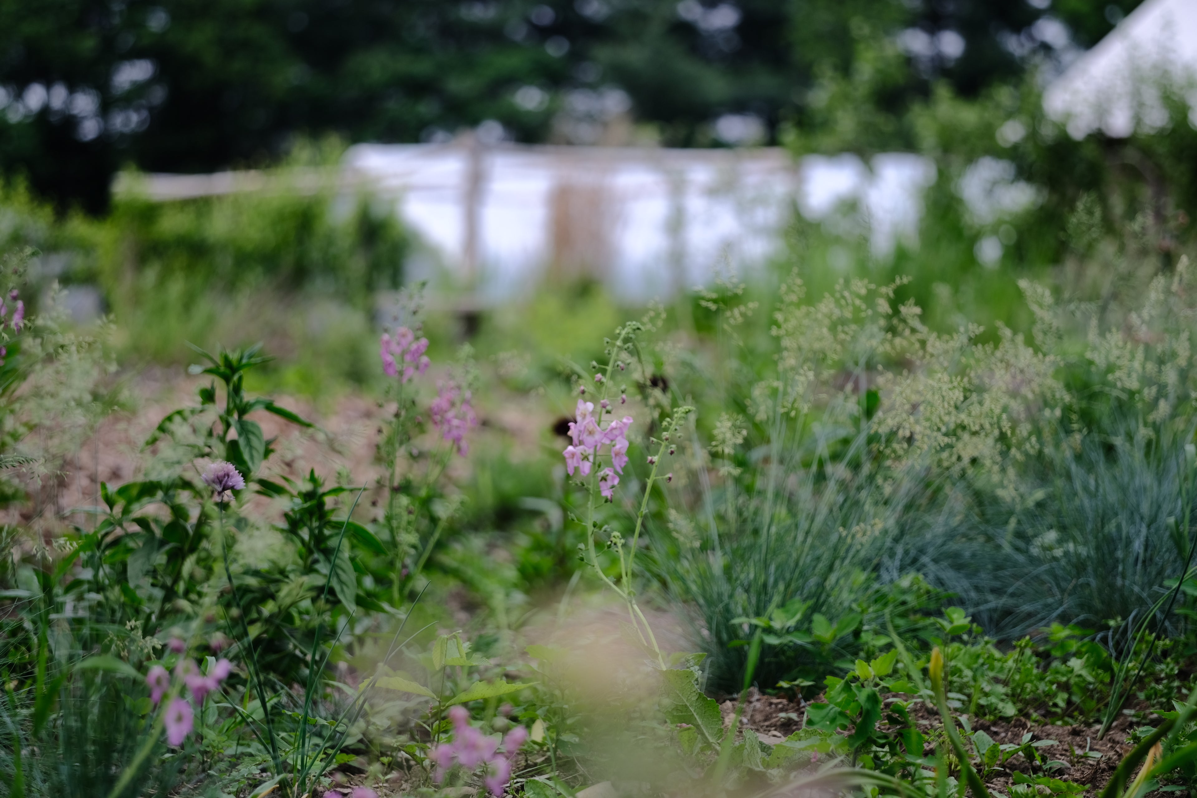 Verbascum phoeniceum 'Rosetta' in the garden at The Old Dairy Nursery