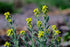 Fibigia clypeata | Roman shields yellow blooms in the spring garden