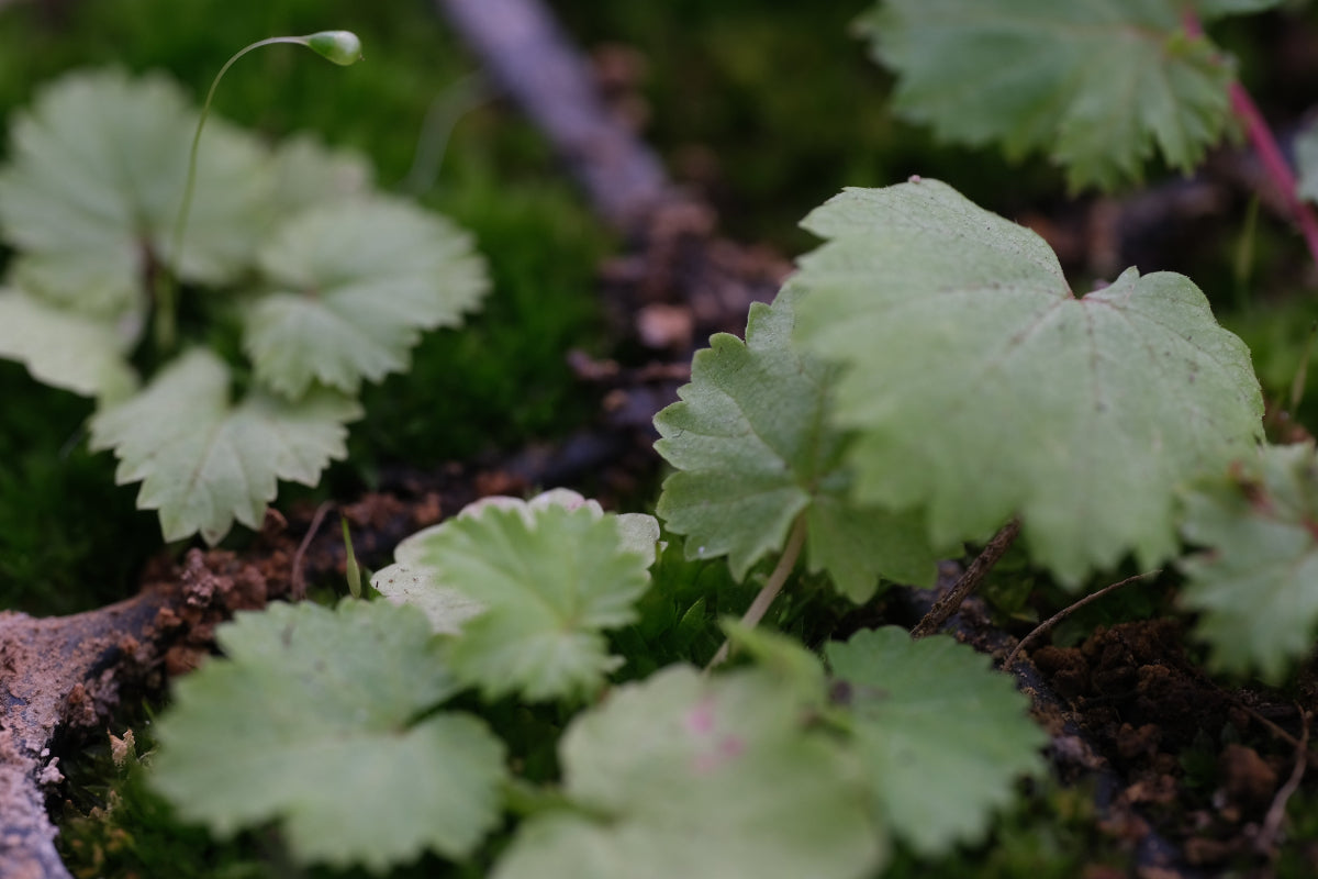 Filipendula seedling