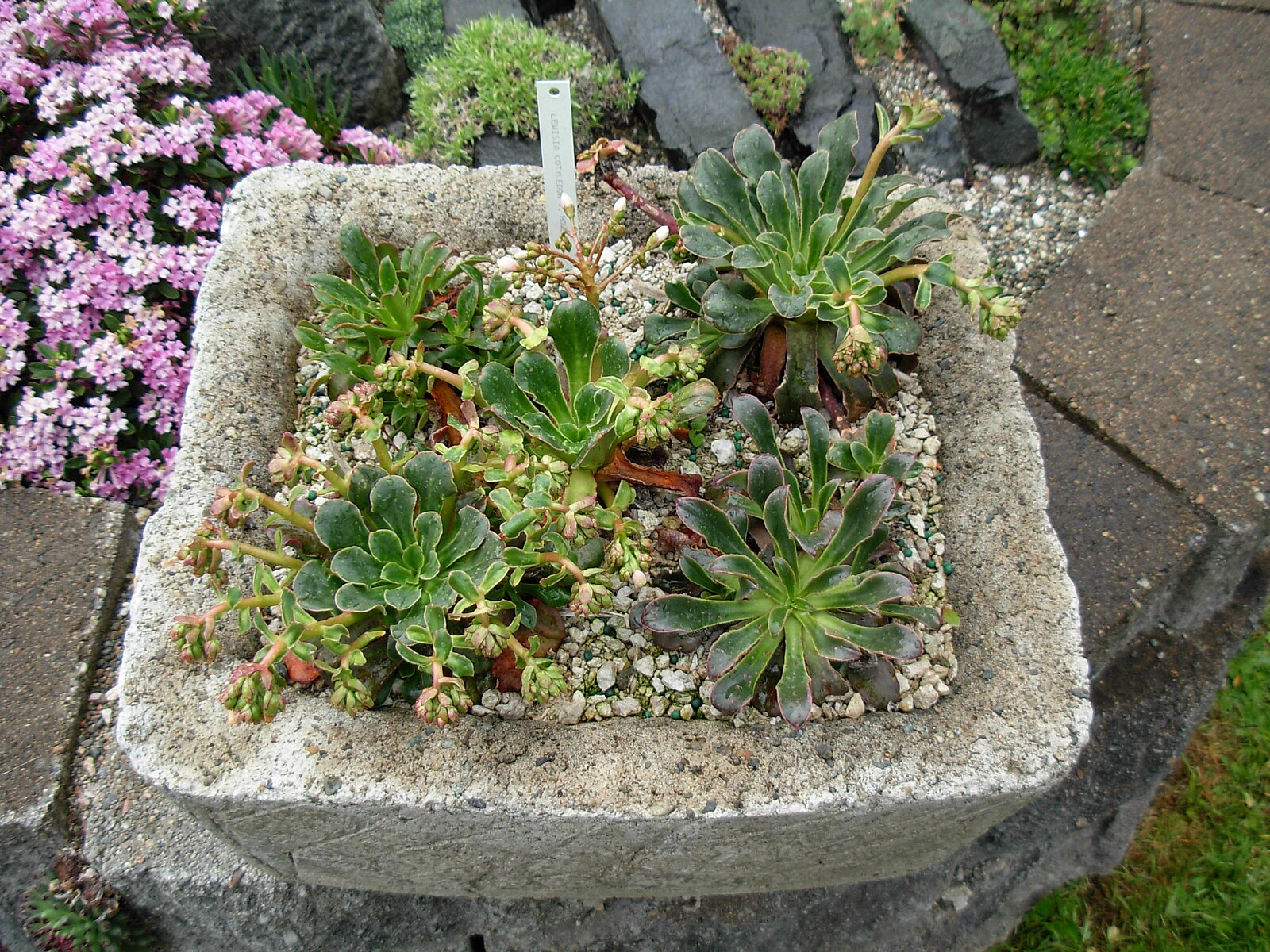 Lewisia cotyledon (cliff maids) in a trough