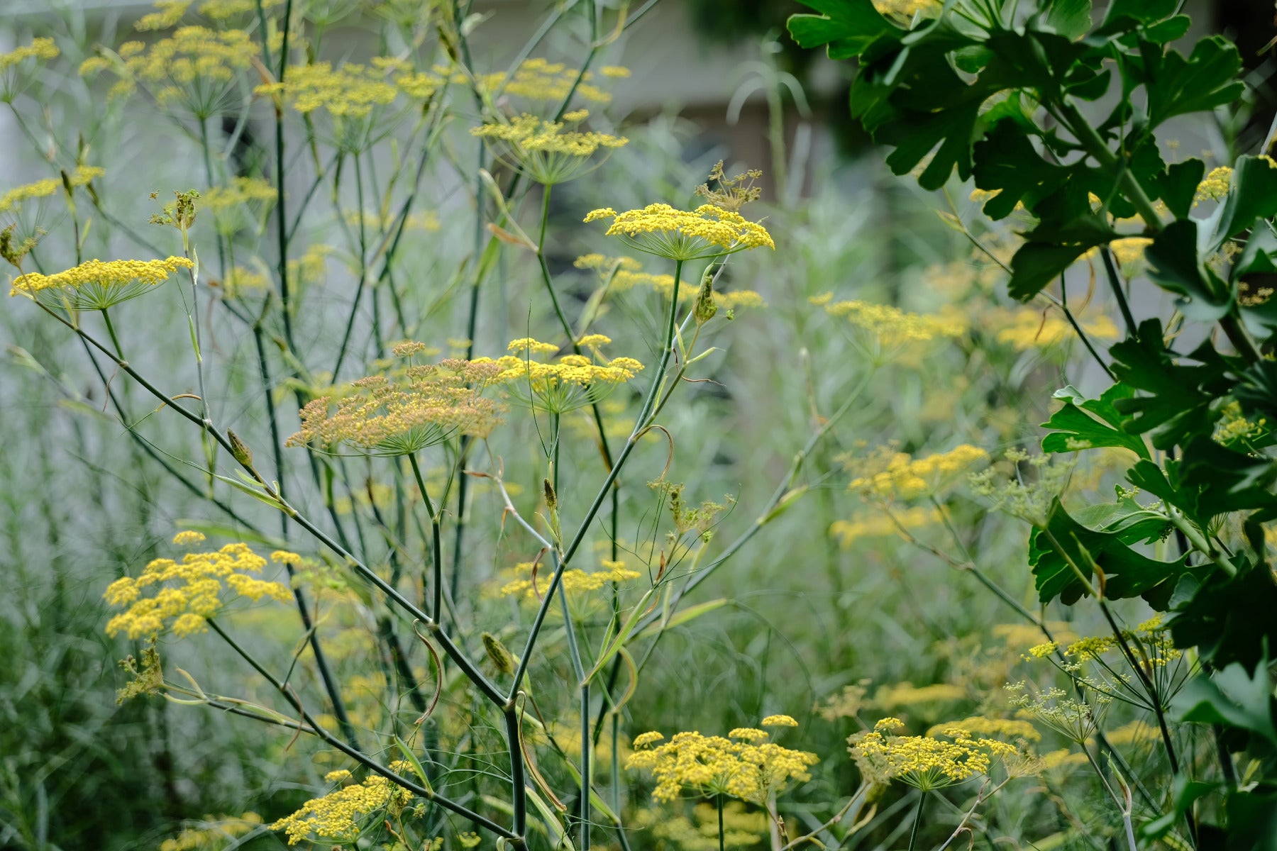 Yellow umbel flowers of Foeniculum vulgare &