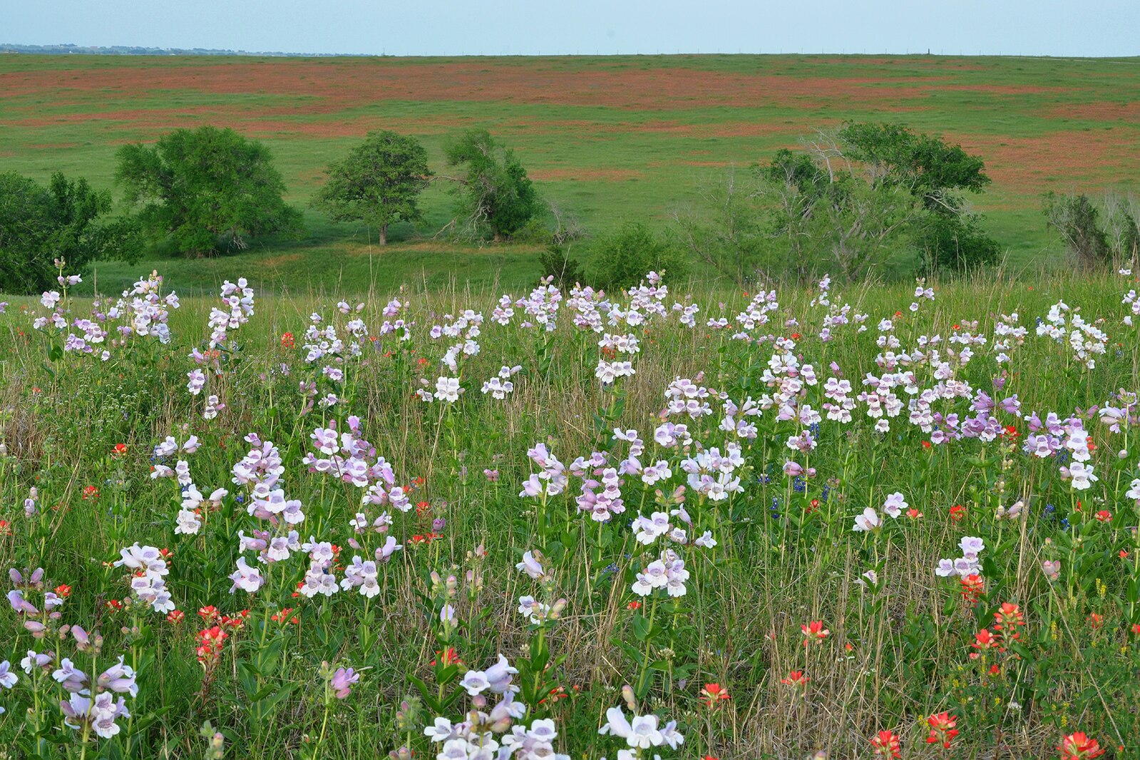 Field of wildflowers with a green landscape and blue sky in the background showing Penstemon cobaea, commonly knonw as showy beardtongue.