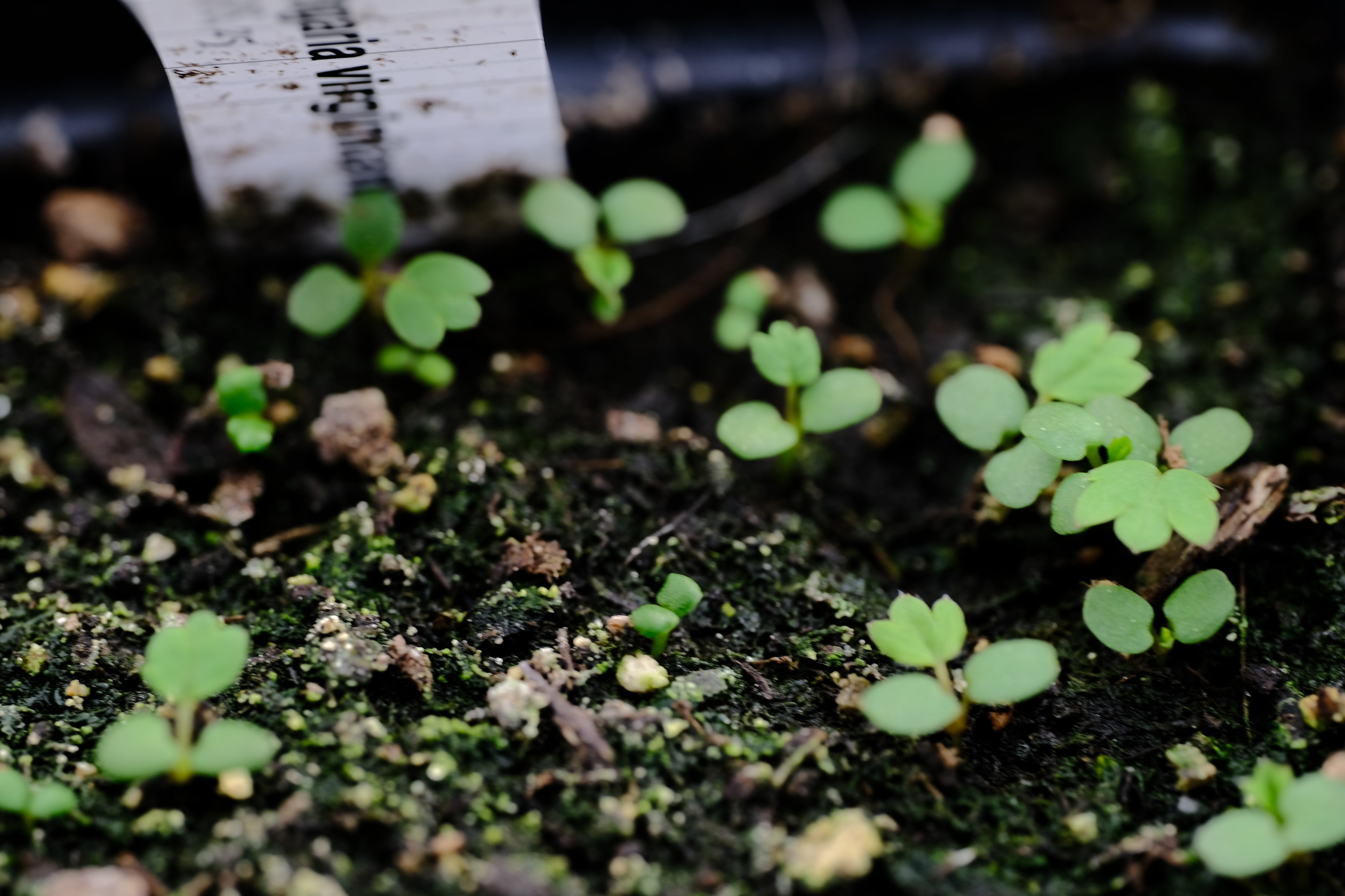 Fragaria virginiana | wild strawberry seedling